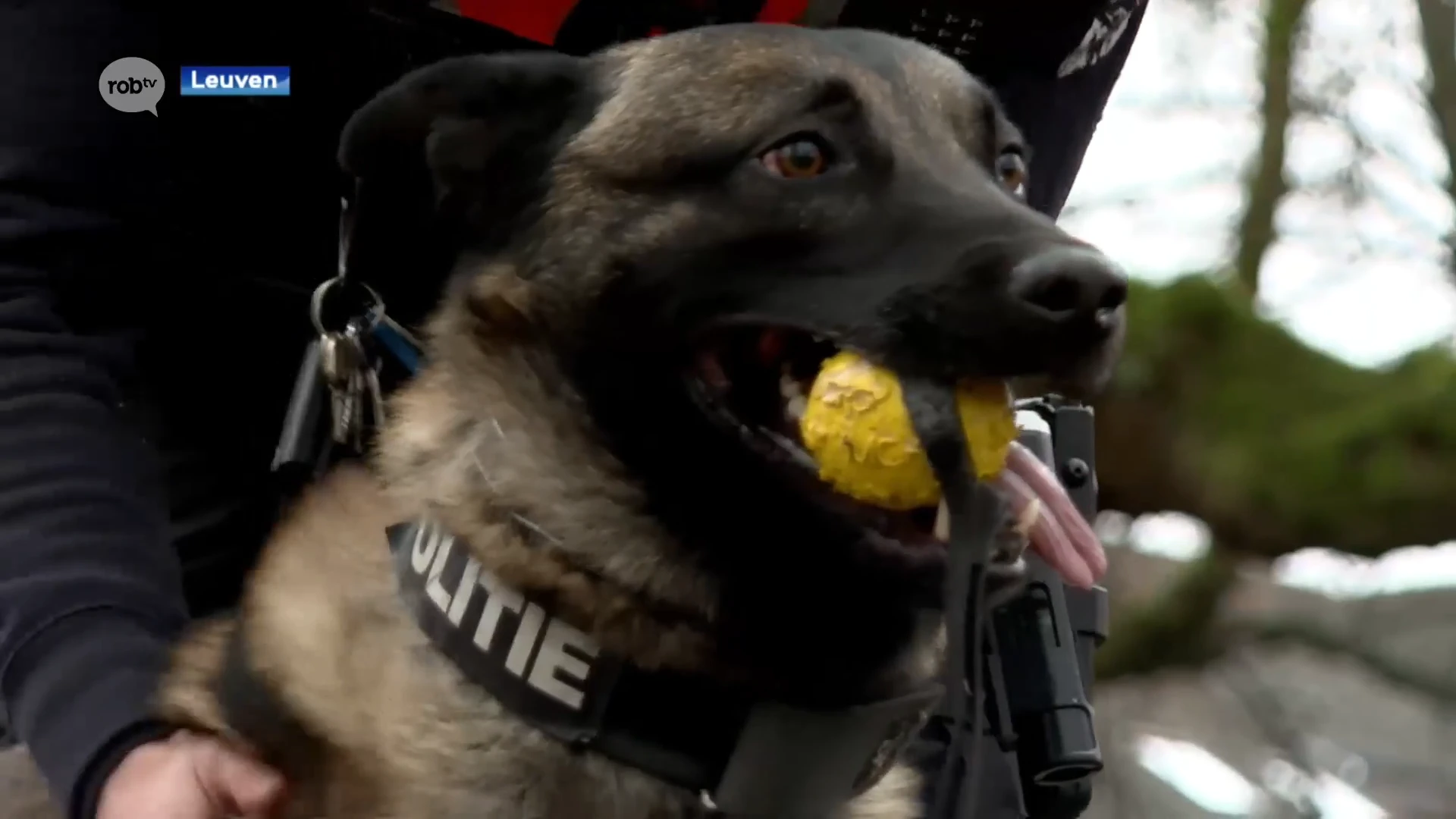 Mechelse herder Tommy is de nieuwe patrouillehond van de politie van Leuven