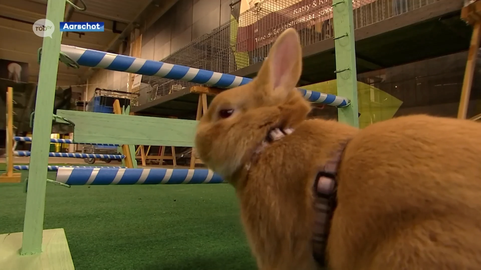 Neerhofdierententoonstelling is terug van weggeweest: kraaiende hanen, jumpende konijnen en Vlaamse Reuzen