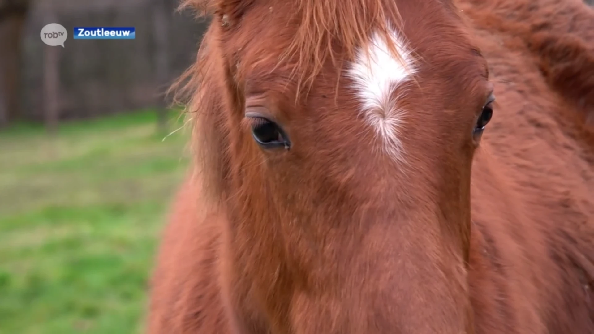 Meerdere paarden overleden nadat besmettelijke rhinovirus uitbreekt in Zoutleeuw: "Virus wordt gevaarlijk als het in het bloed komt"