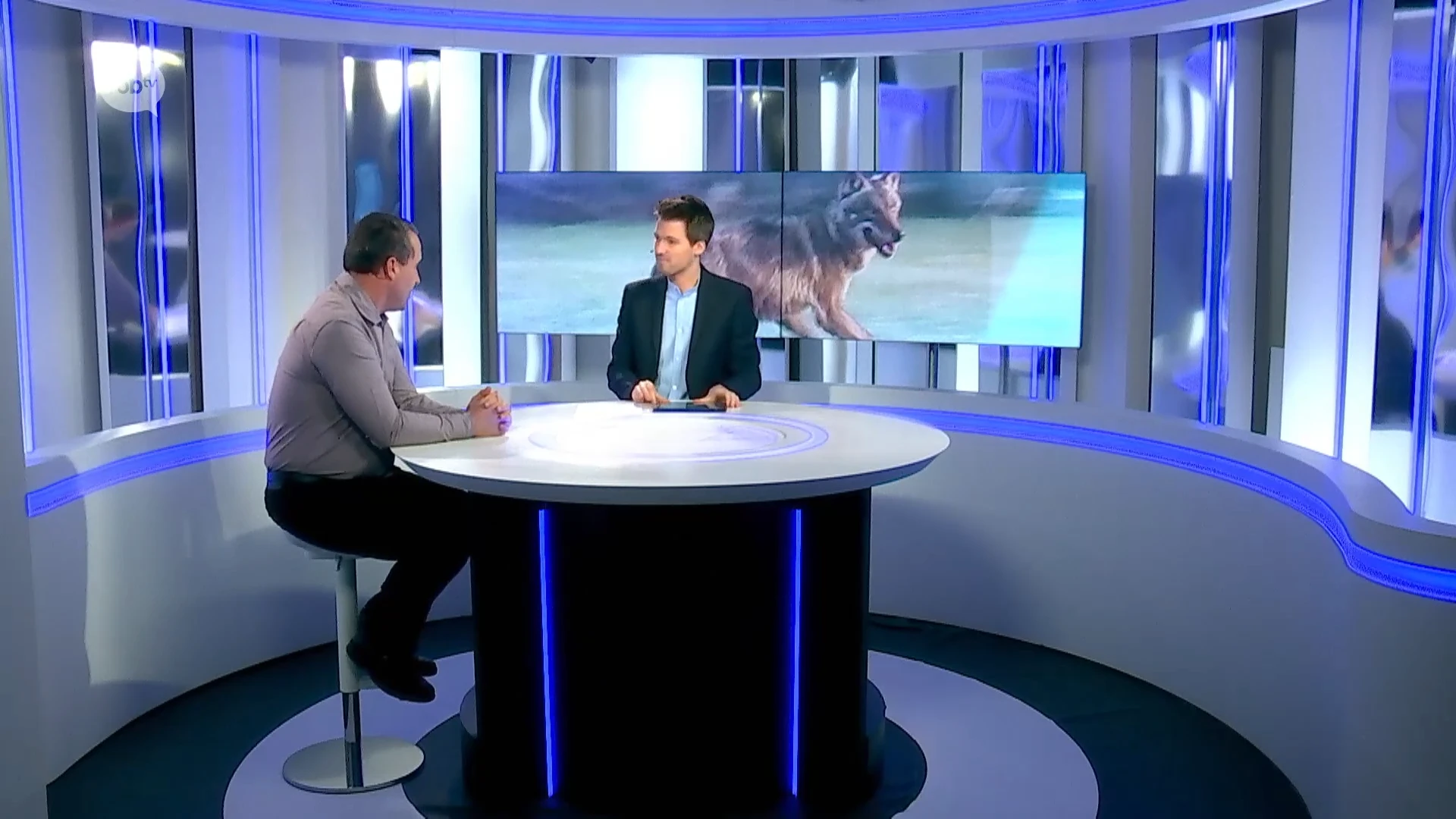 STUDIOGESPREK: "Die angst voor wolven komt uit sprookjes, maar wolven zijn niet gevaarlijk voor de mens."