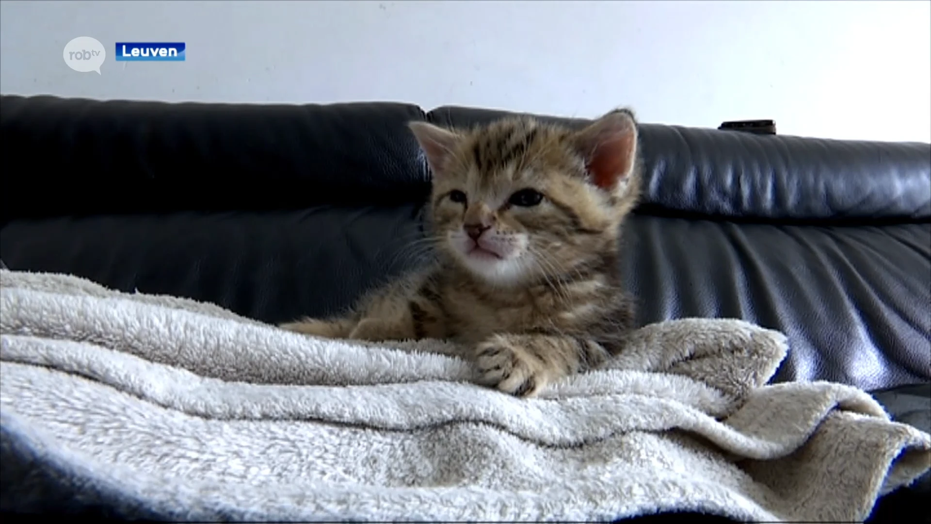 Schijf je HIER in om plusbaasje te worden van een huisdier in jouw buurt