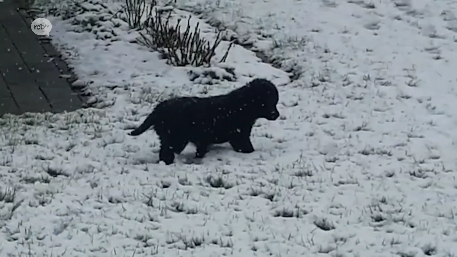 Ook onze trouwe viervoeters hebben het naar hun zin in de verse sneeuw