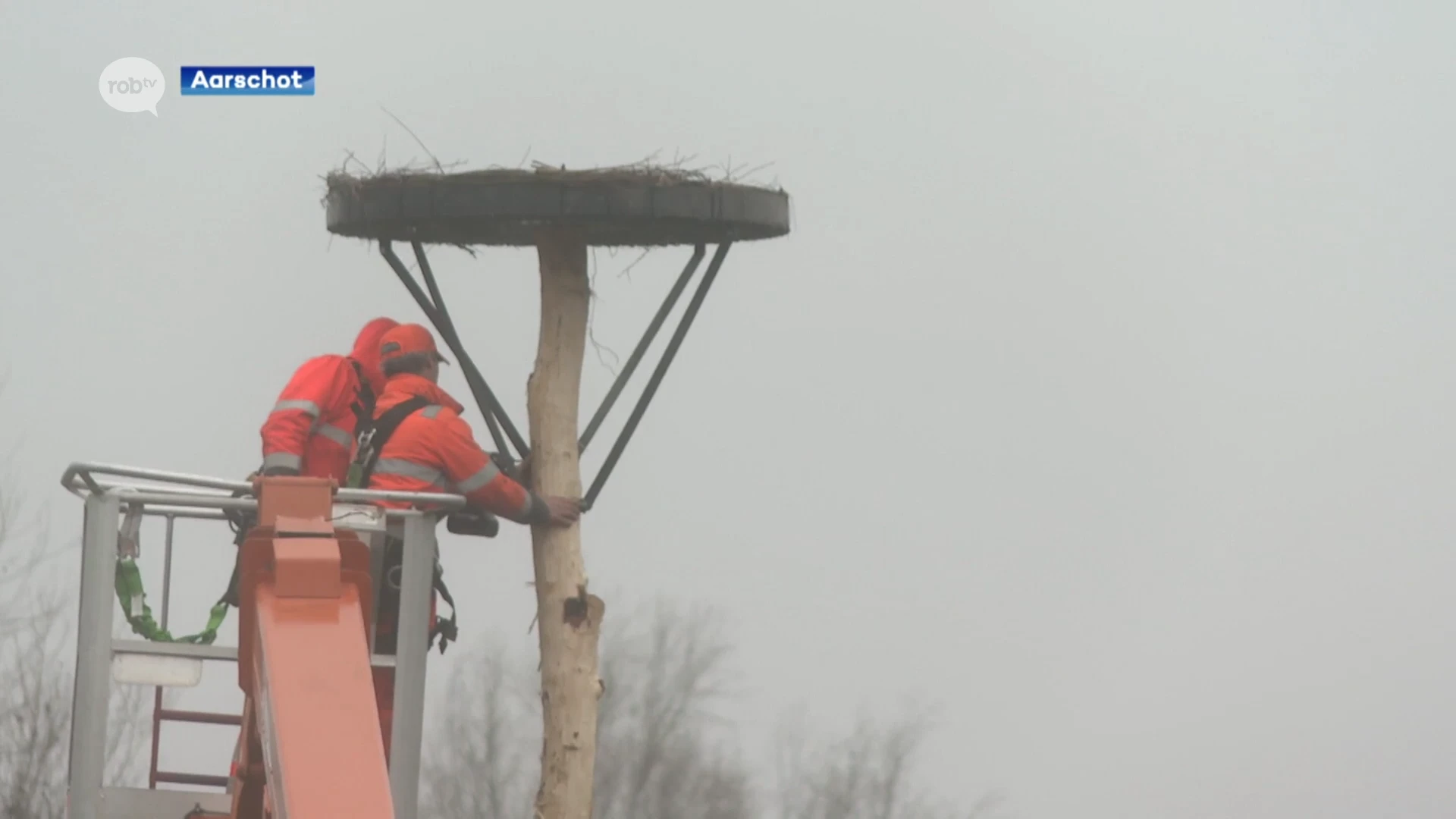 Drie nieuwe ooievaarsnesten in domein Schoonhoven: "Willen ooievaars hier in Aarschot een warme thuis geven"