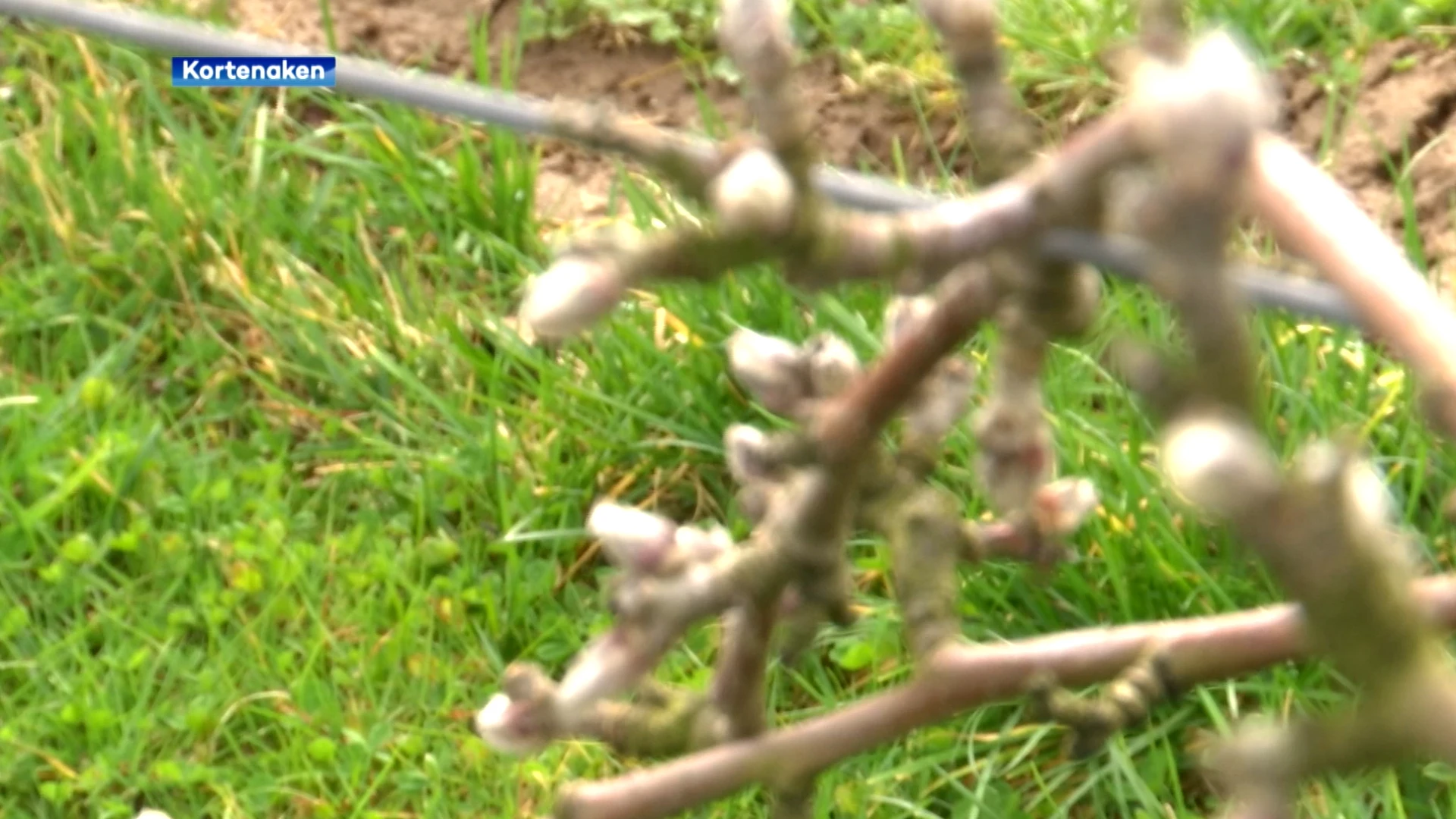 Campagne "Bloeiend Hageland" zet Brabantse fruitstreek in de kijker tijdens bloesemmaanden