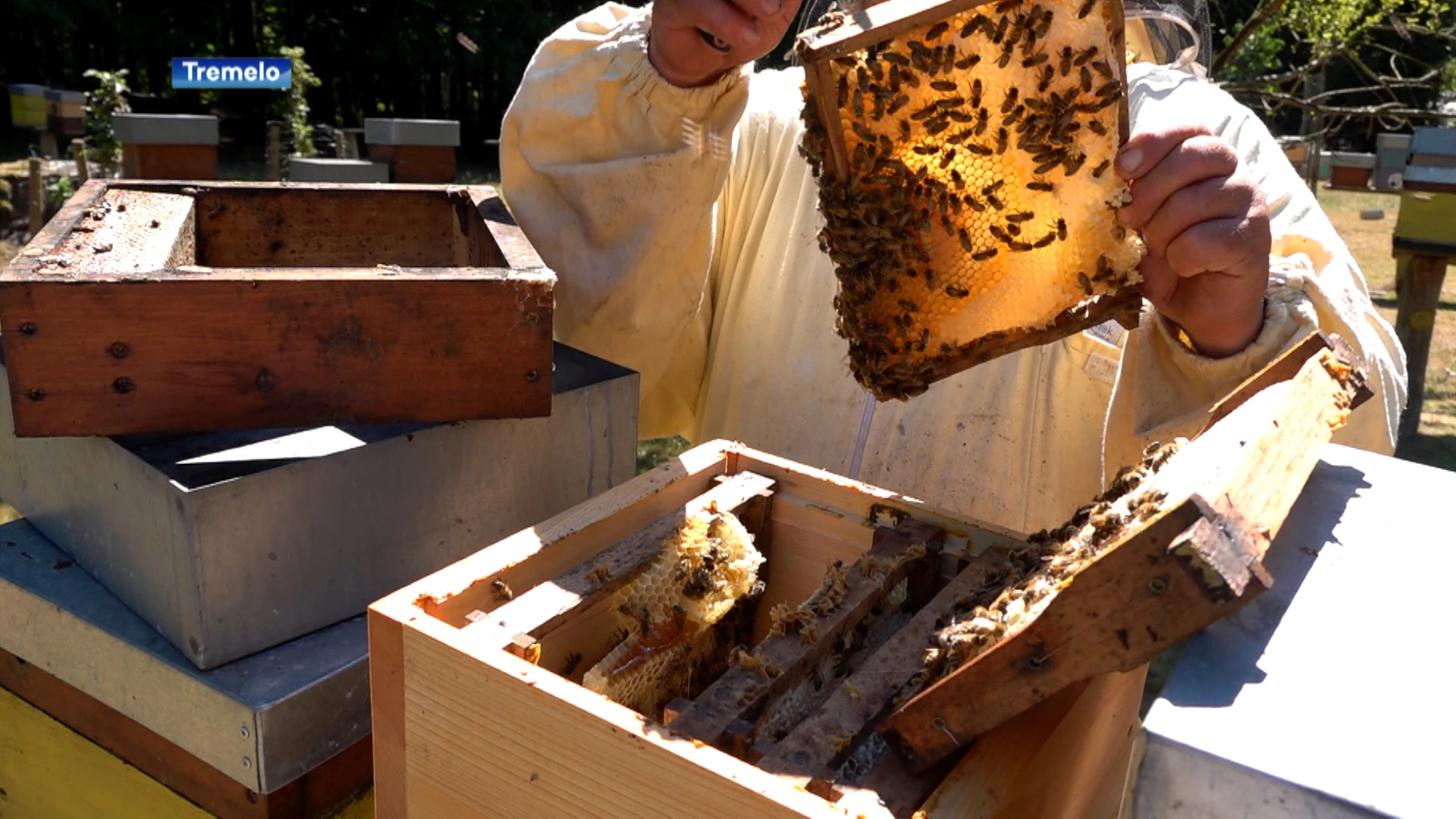 Tremelo stelt bijenplan op en plaatst 4 bijenhotels