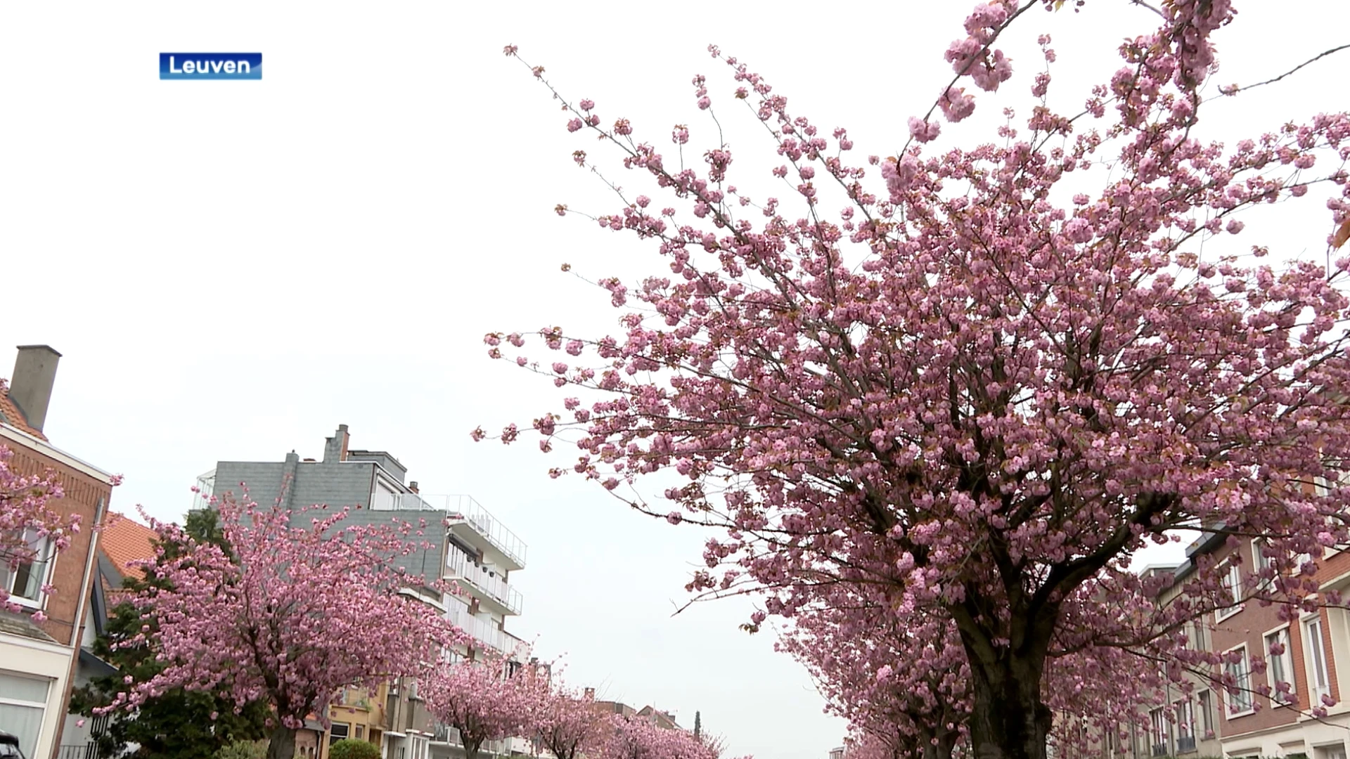 Japanse kerselaars op Koning Albertlaan in Leuven verdwijnen voor heraanleg: "Buurtbewoners willen de bomen adopteren"