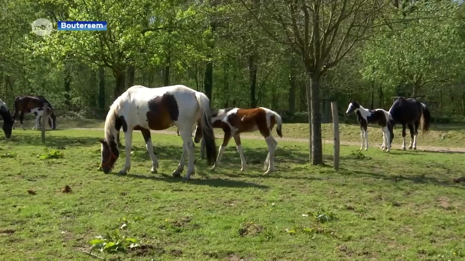 Veulentje op mysterieuze wijze verdwenen in Boutersem, grote zoekactie levert niets op