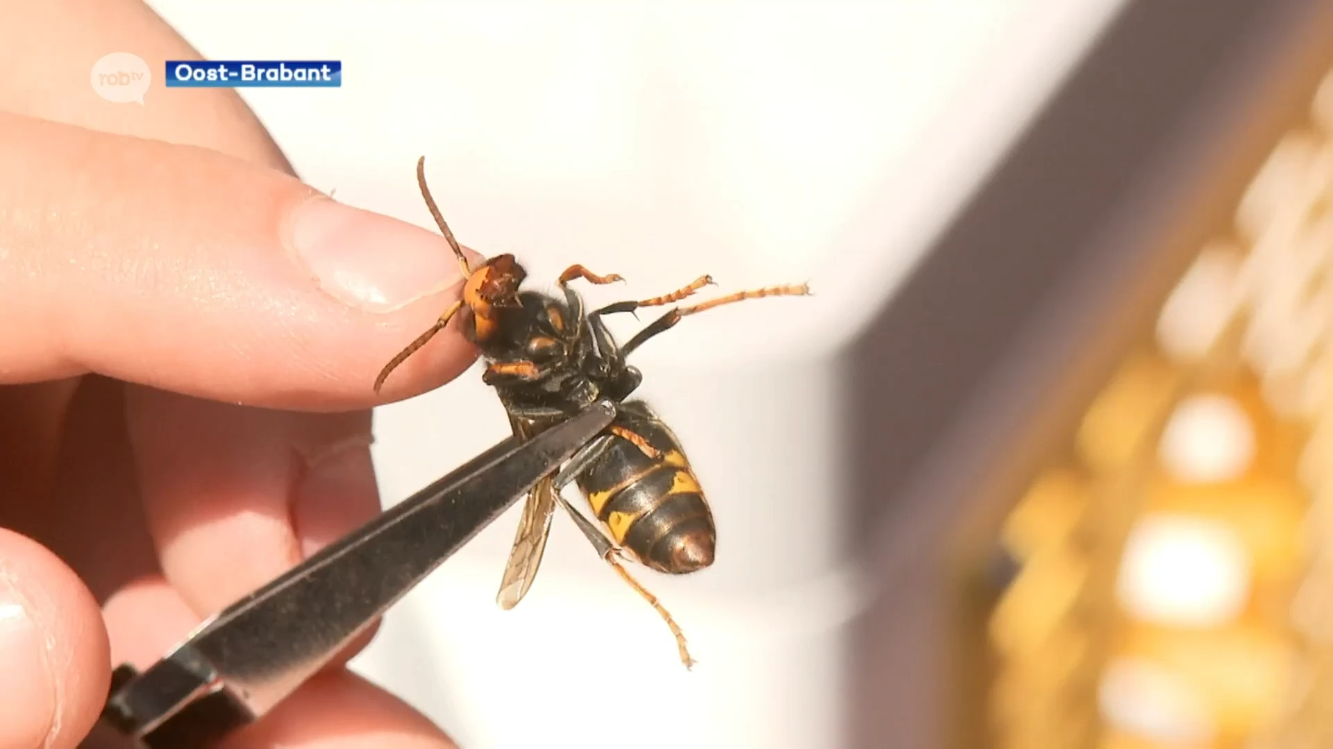 Recordaantal waarnemingen Aziatische hoornaars in onze regio: "Cijfer is maal tien, bedreiging voor bijen"