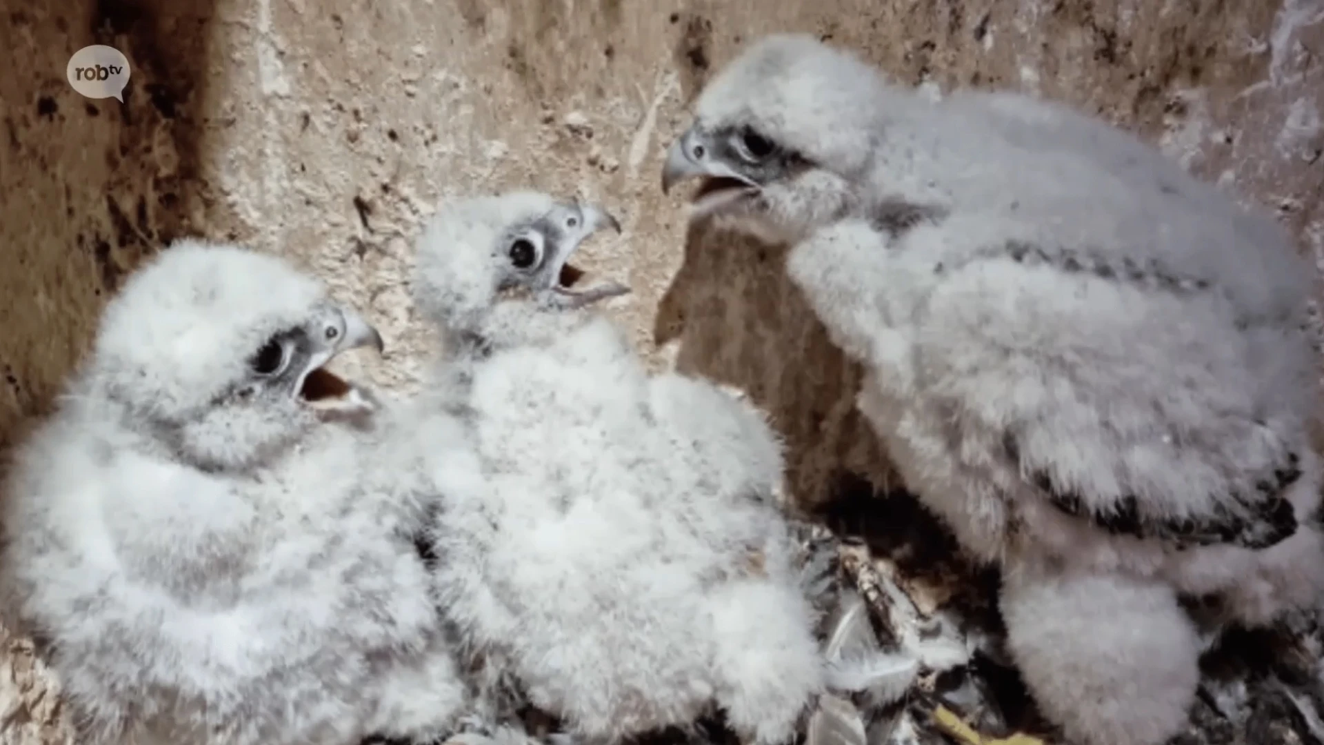 Minder slechtvalken in onze regio geboren dan anders, aantal eieren niet uitgekomen en nest weggehaald door werken