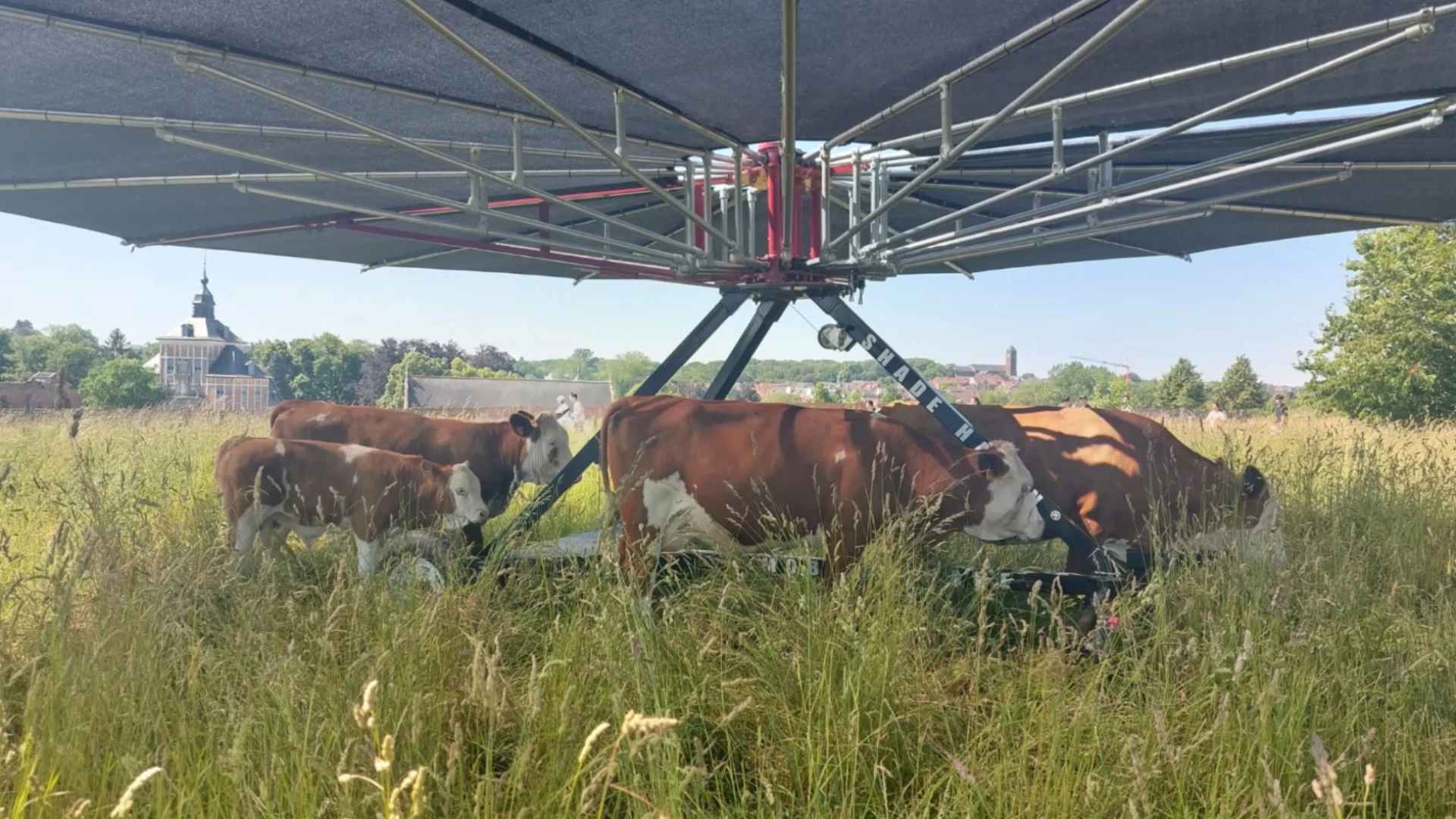 Koeparasol aan Abdij van Park in Leuven zorgt voor verfrissing: "Koeien kunnen niet goed tegen de zon"