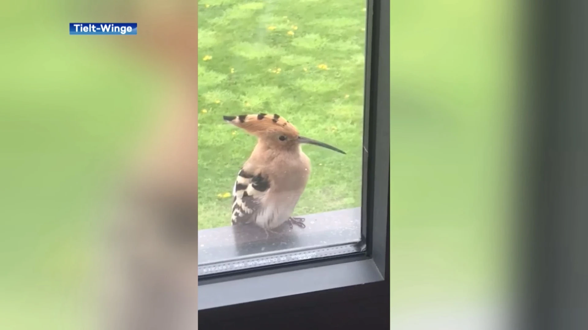 Koppel uit Meensel-Kiezegem spot zeldzame vogel op vensterbank