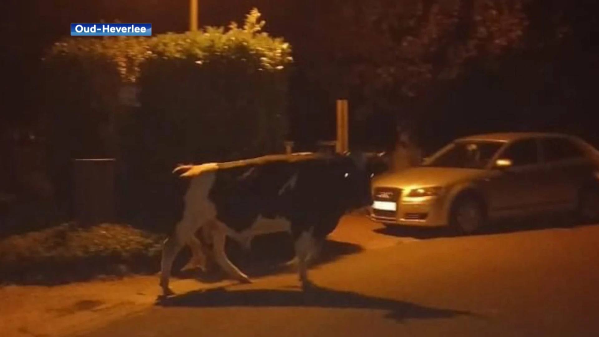 Loslopende stier dwaalt rond in Meerdaalwoud en snuffelt in voortuinen van buurtbewoners