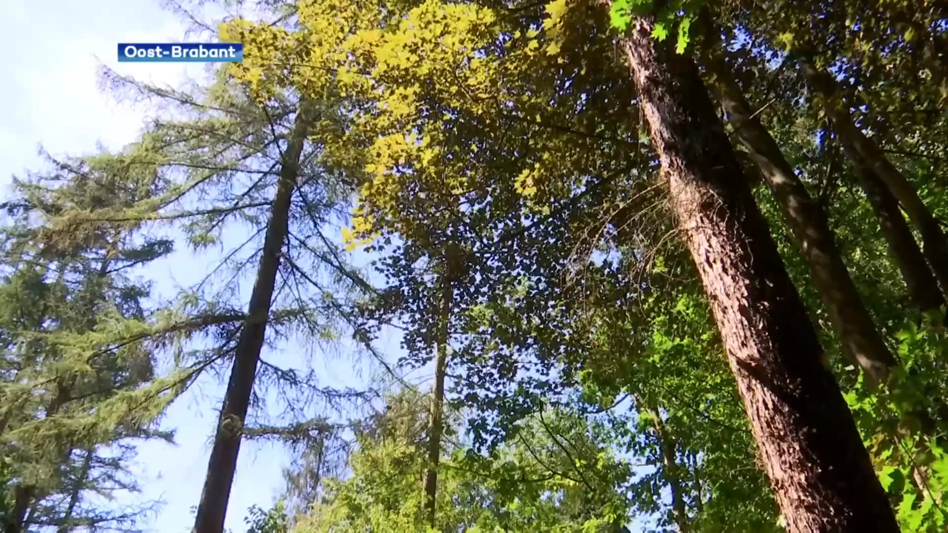 Gaat bijplanten van bossen in onze regio te traag? "We hebben het budget, maar vinden de gronden niet"