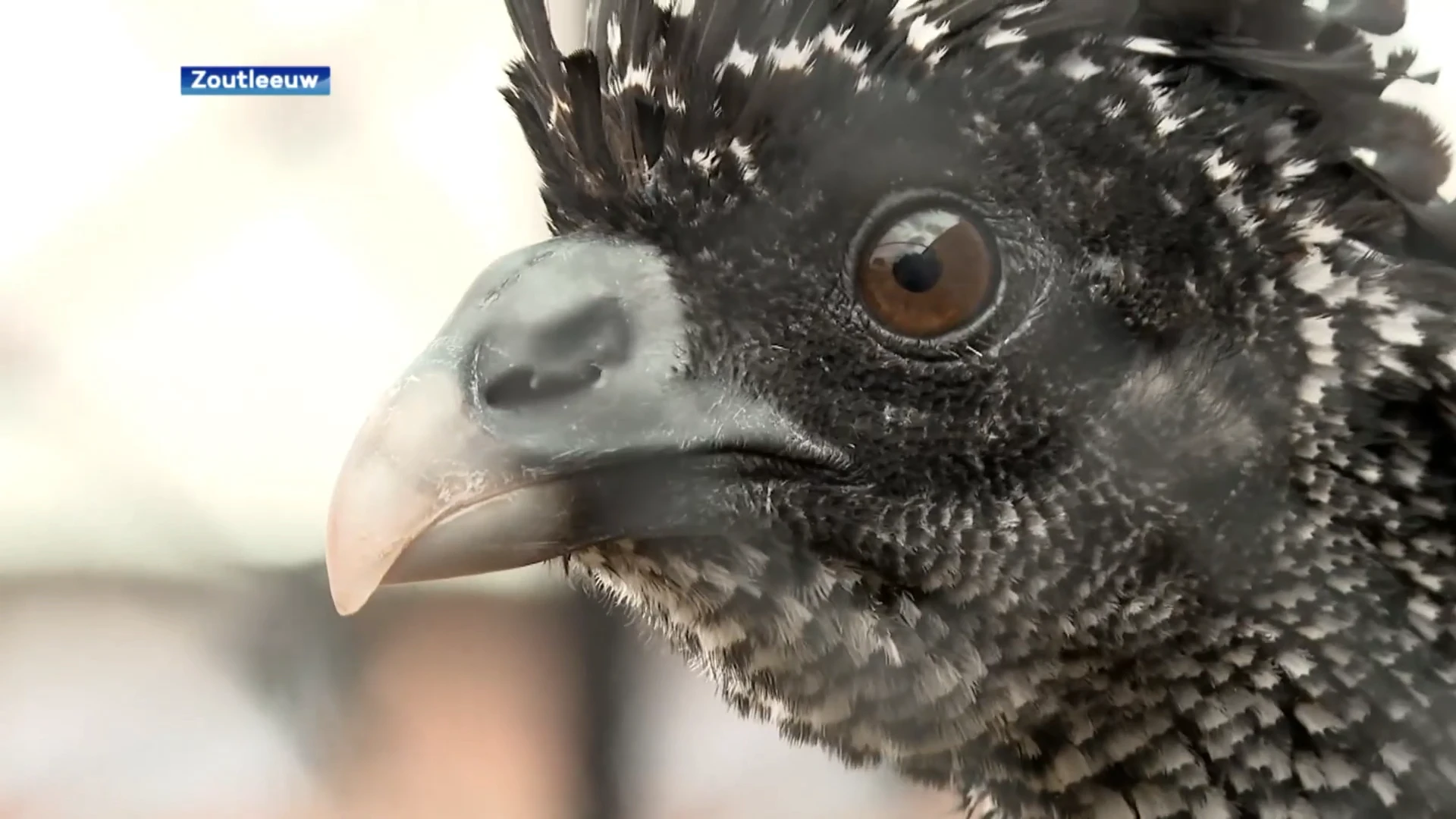 Kim Willems wil bedreigde vogelsoort redden met eigen kweekprogramma:  Echt nodig om die vogels naar Zuid-Amerika te kunnen sturen"