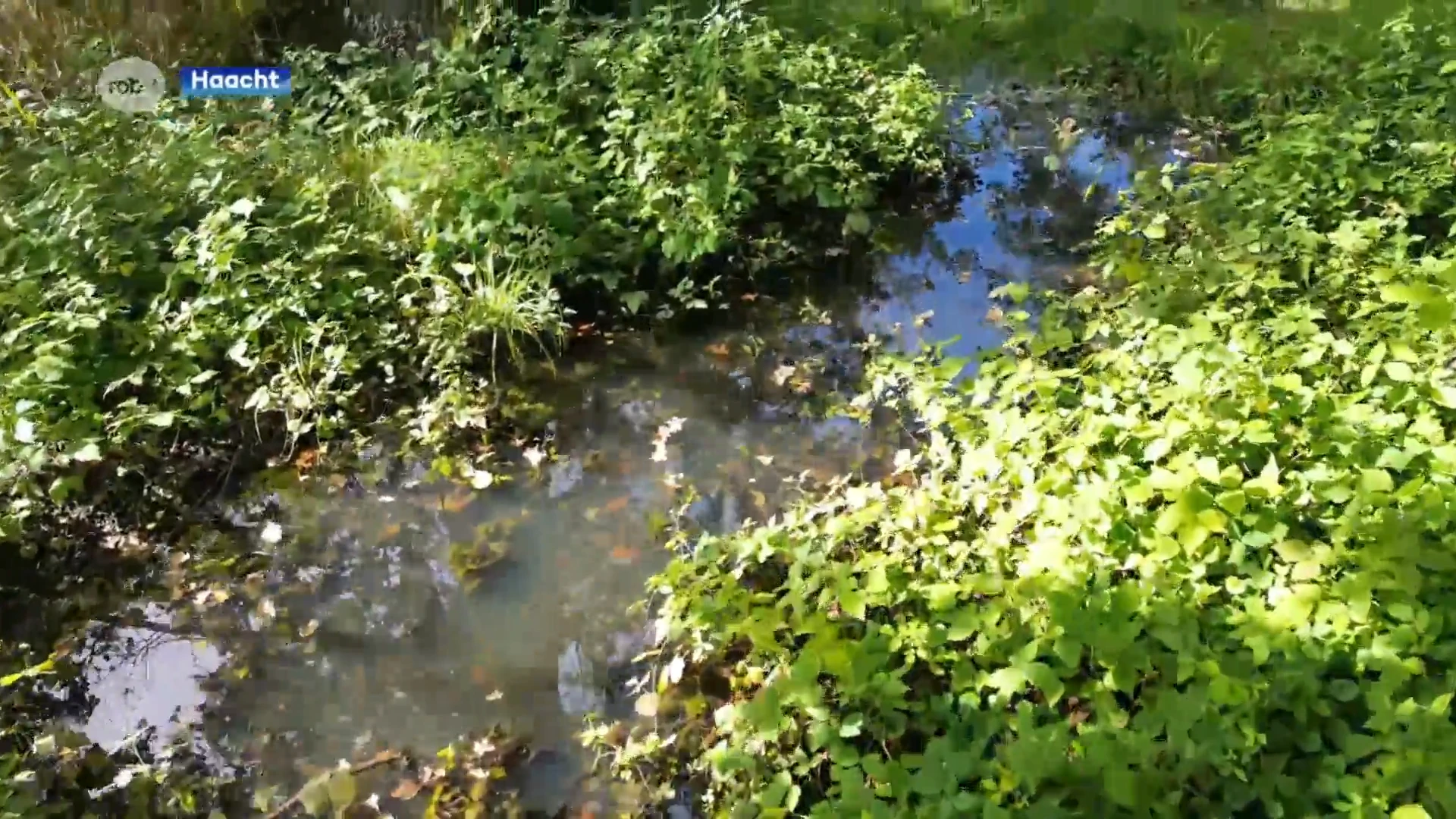 1,5 kilometer loopgraven ontdekt in Haachts Broek: "Je hoeft niet per se naar de Westhoek"