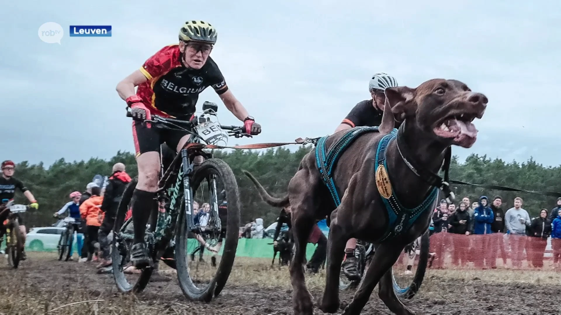 Hilde Mertens en haar hond Spike uit Wilsele pakken wereldtitel in bikejöring