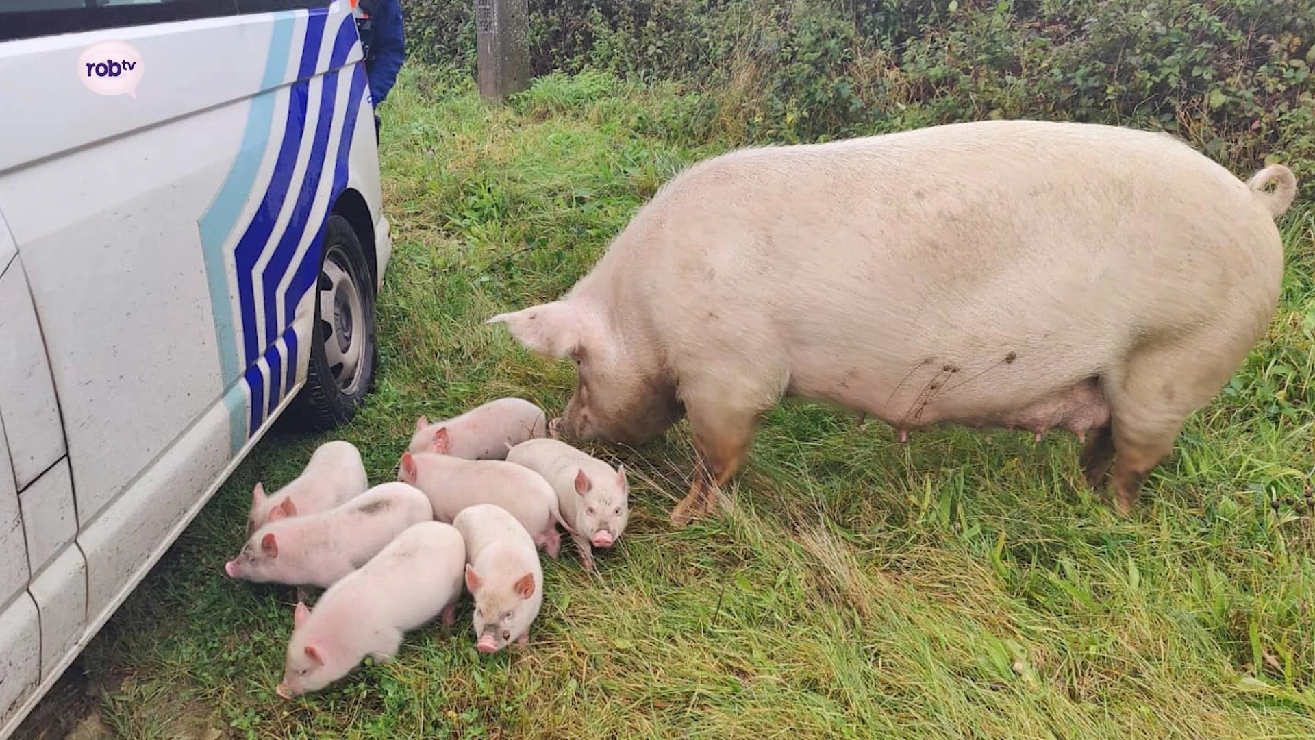 Politie Aarschot moet uitrukken voor... verdwaalde zeug en 7 biggetjes