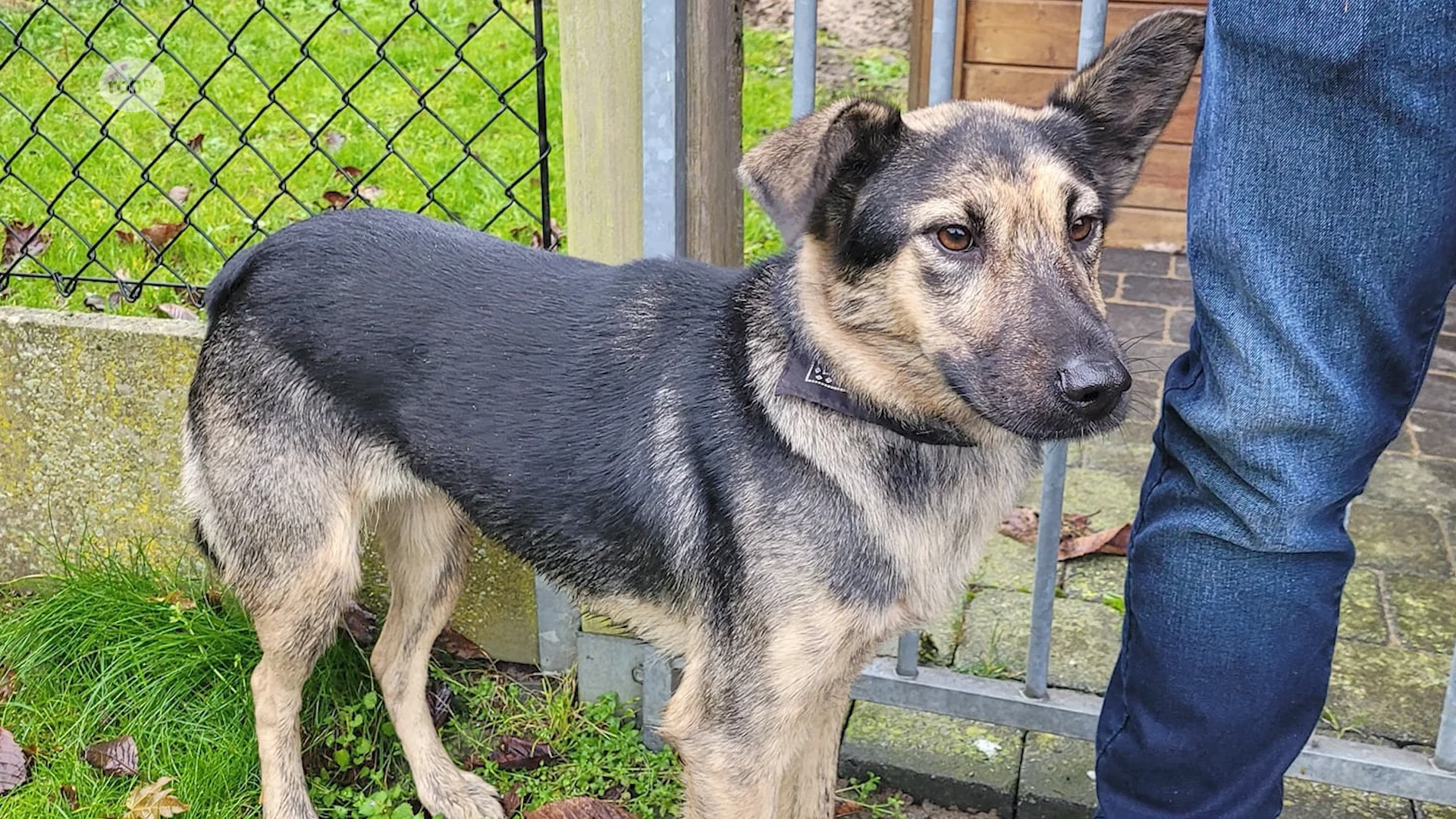 Politie Hageland moet opnieuw uitrukken voor losgebroken dieren: "Zet gegevens op chip van je huisdier openbaar"