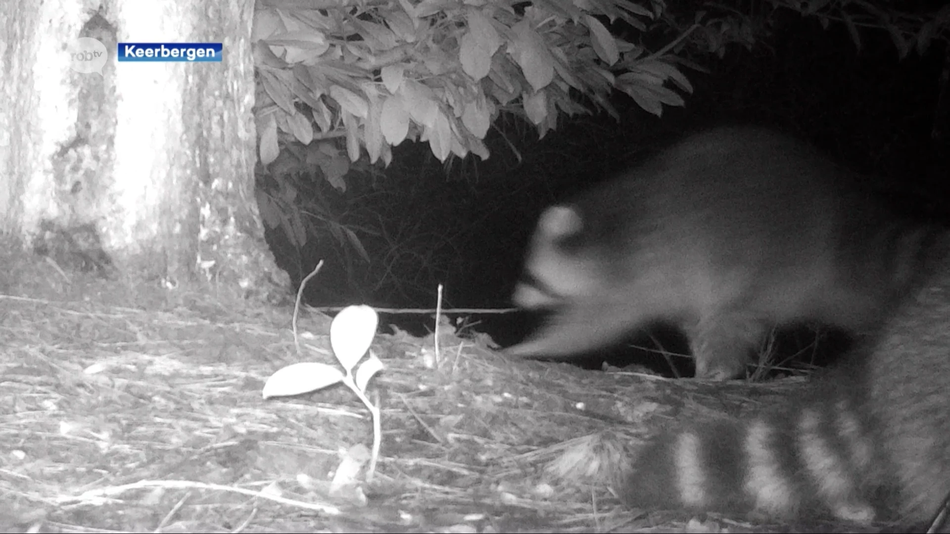 Twee wasberen gespot in Keerbergen: "Dieren vormen een bedreiging voor de inheemse fauna"