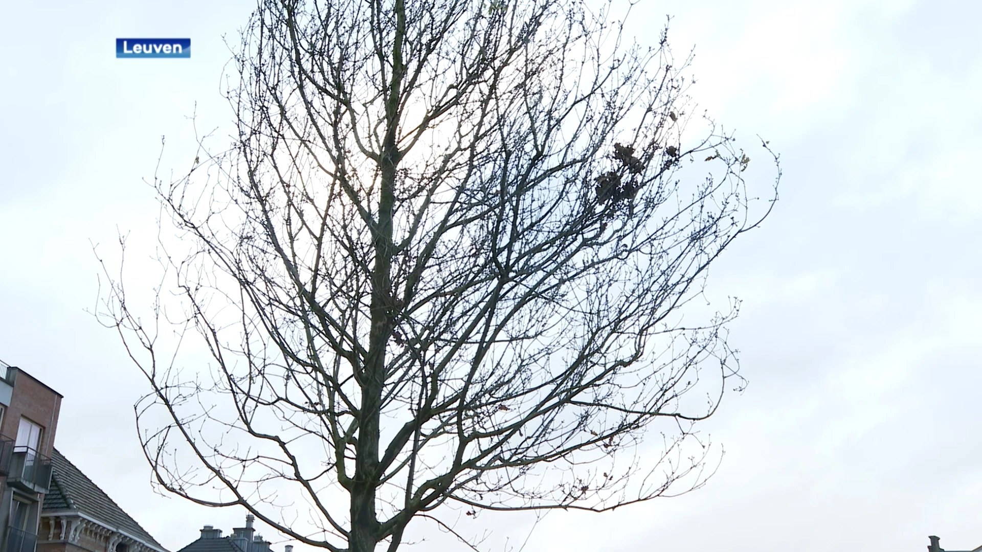 Leuven trapt plantseizoen op gang met 8 meter hoge eik: "We gaan 545 grote bomen aanplanten"