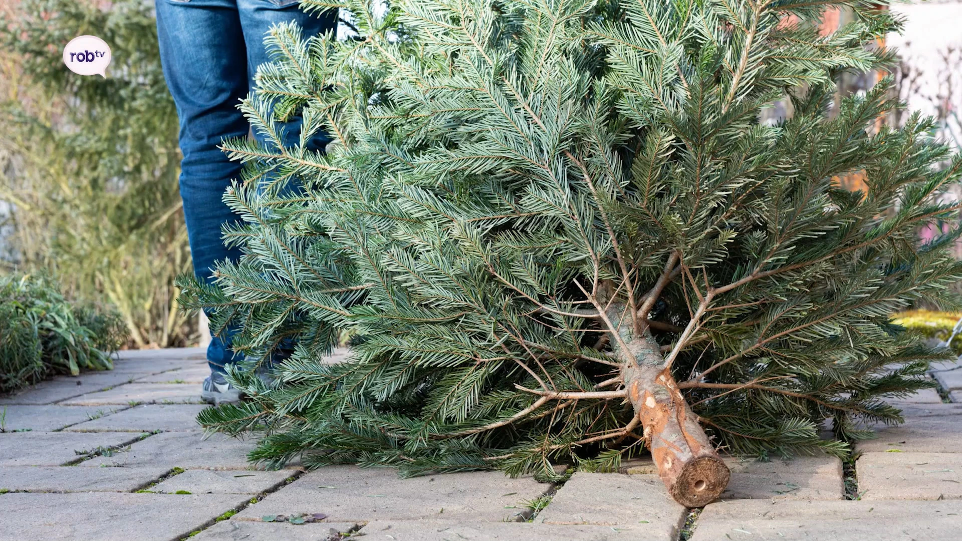 Leuven haalt oude kerstbomen op in Heverlee, Wijgmaal, Wilsele en Kessel-Lo