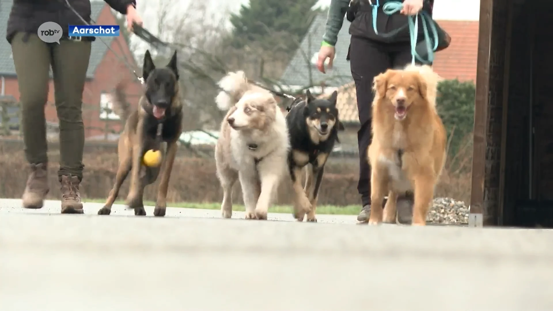 Cani-trail in Rillaar: loop- en wandelparcours voor honden en hun baasjes