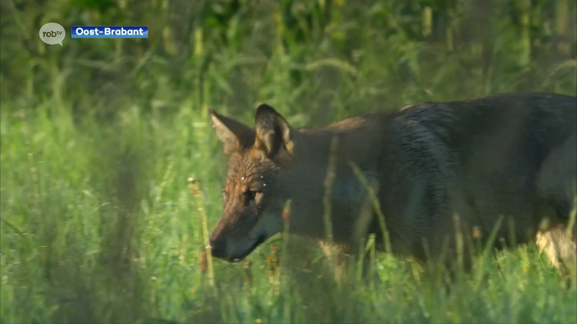 Meeste meldingen van mensen die denken dat wolf schaap doodbijt kloppen niet: "Blijkt uit bewijs met DNA-stalen"