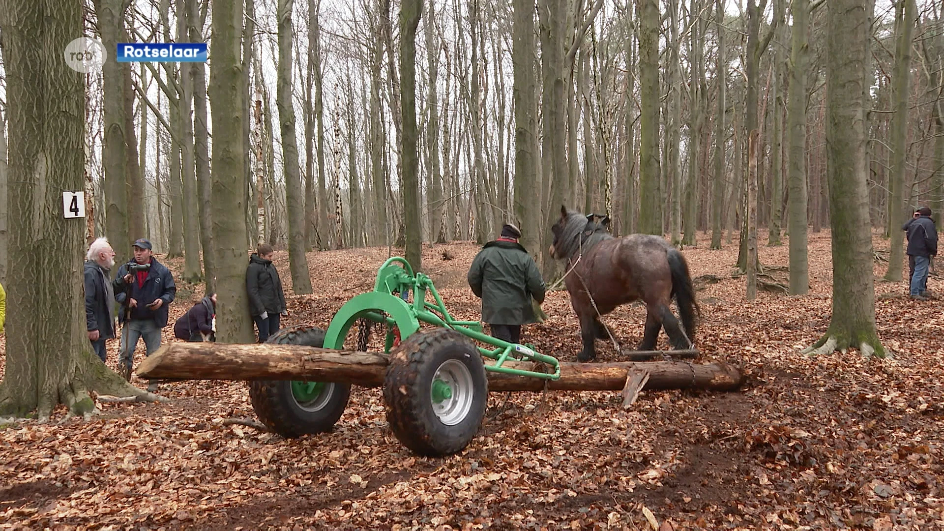 Boomsleepdag met trekpaarden in Wezemaal moet traditie in ere houden