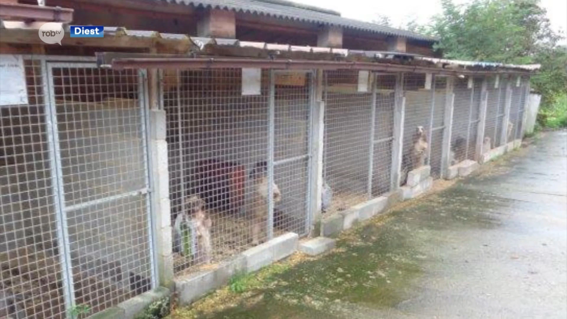 Onderzoek naar hondenfokkerij Hezehof in Schaffen, GAIA dient klacht in voor dierenmishandeling
