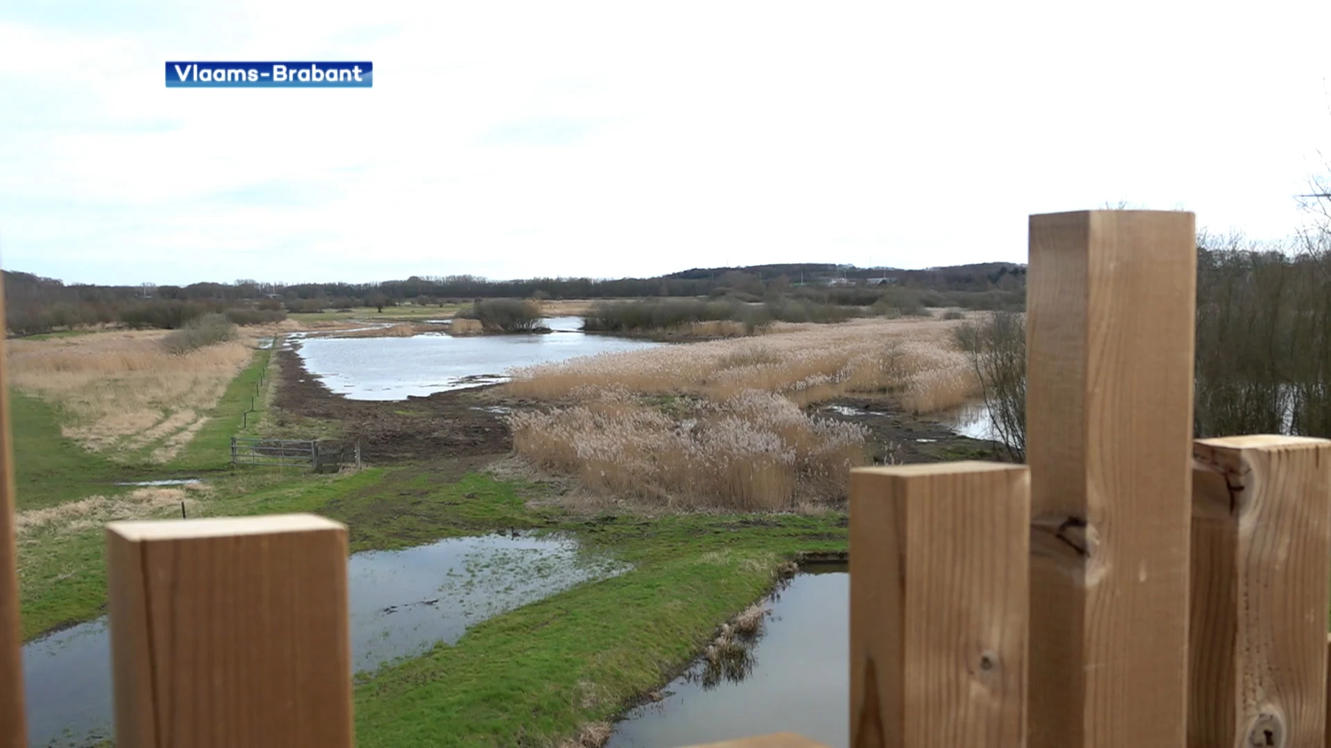 Kamsalamander zoeken of Dijle opruimen kan volgende week tijdens Week van het Water