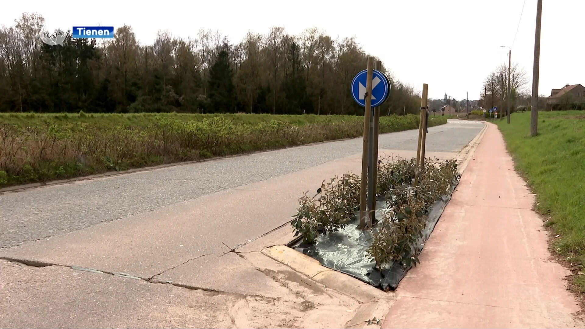 Nieuw aangeplante boompjes gestolen in Kumtichstraat in Tienen: "65 euro per boom"