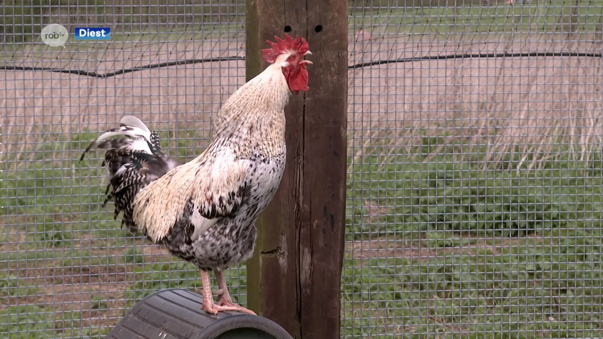 Forrest & Friends opent nieuwe hanenweide met plaats voor 75 geredde hanen: "Mensen hebben het geduld niet meer voor een haan"