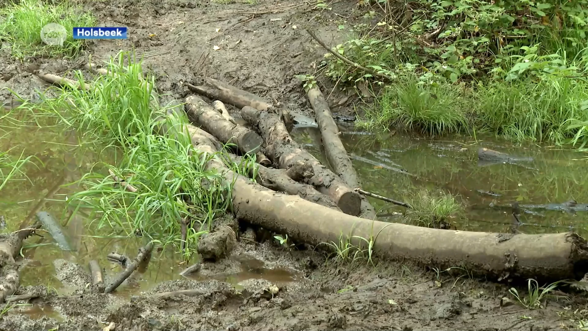 Drie wandelaars vallen in beek in natuurgebied Dunbergbroek in Holsbeek: "Gemeente bekijkt wat ze kan doen"