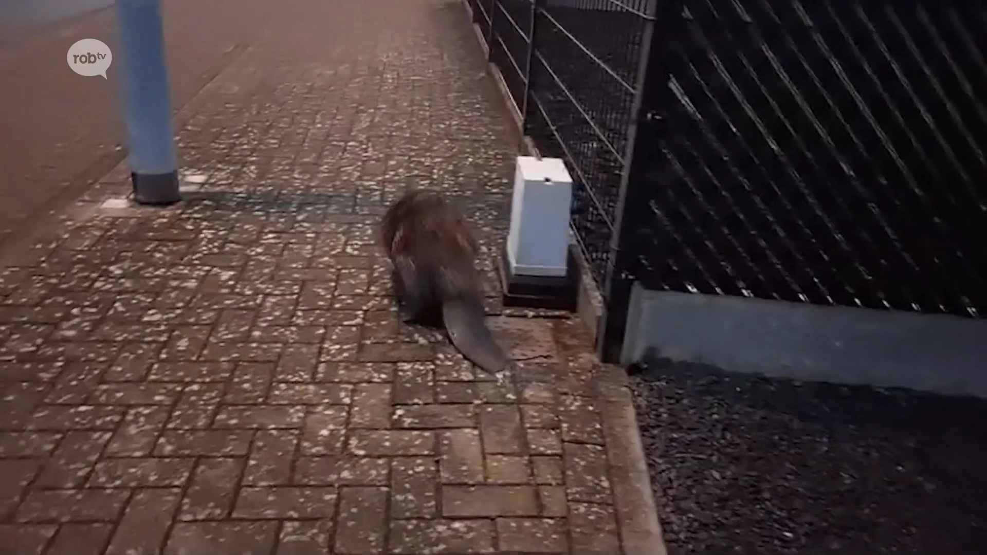 Bever op wandel in Mastellestraat in Veltem-Beisem bij Herent