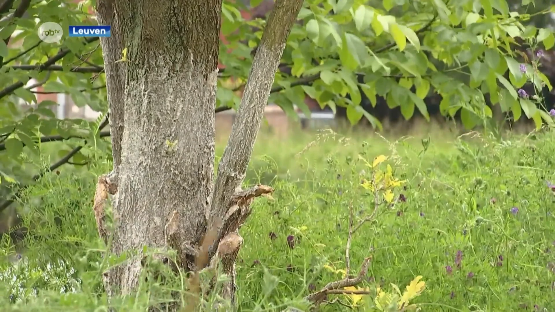 Vijftien waardevolle bomen langs Leuvense Vaart behandeld met beschermende pasta tegen bevers