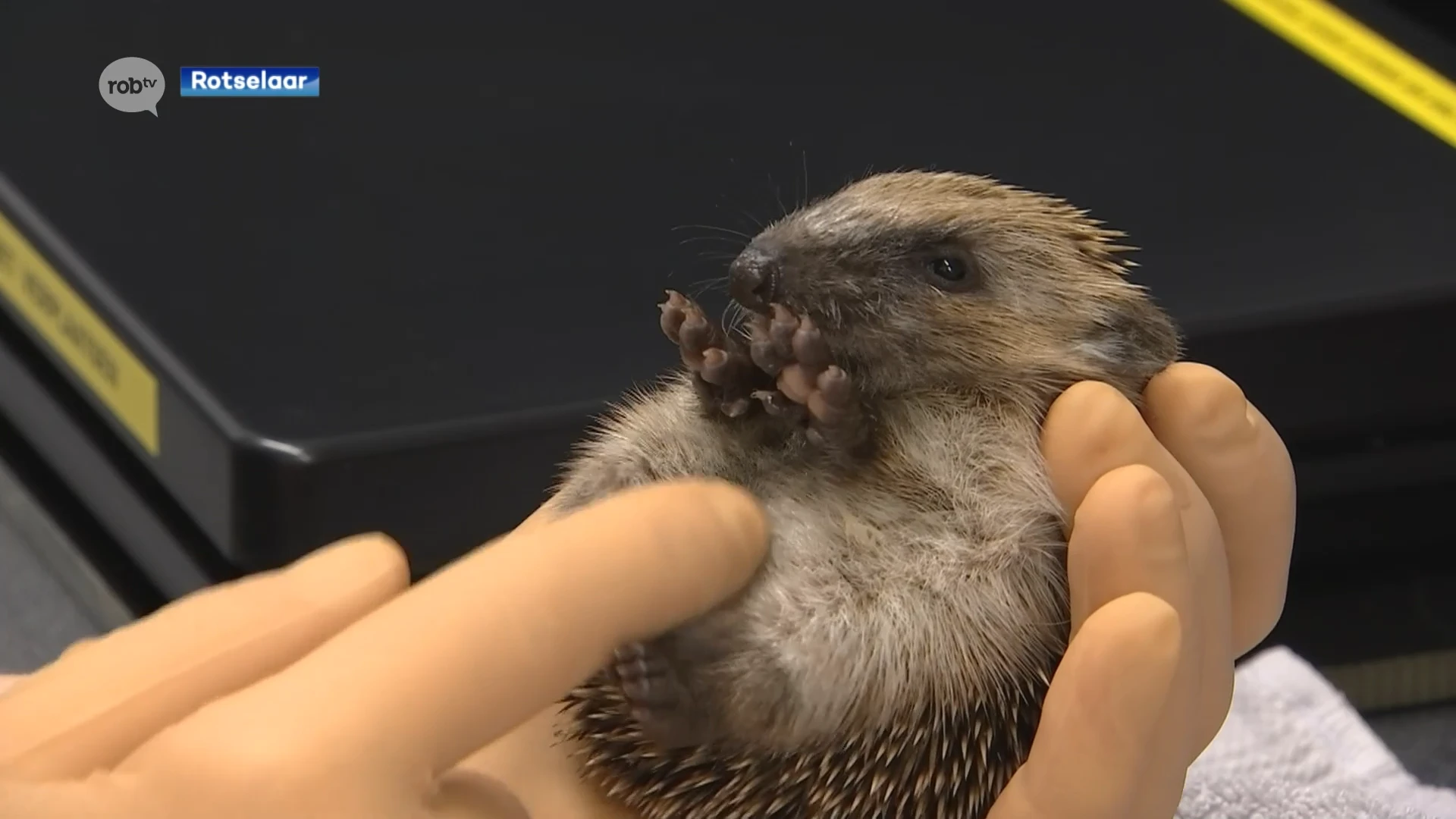 Allereerste baby egel van het jaar binnengebracht bij opvangcentrum Avalon in Rotselaar: "Ze blijven best in de natuur met de moeder zodat ze op de meest natuurlijke wijze kunnen opgroeien"