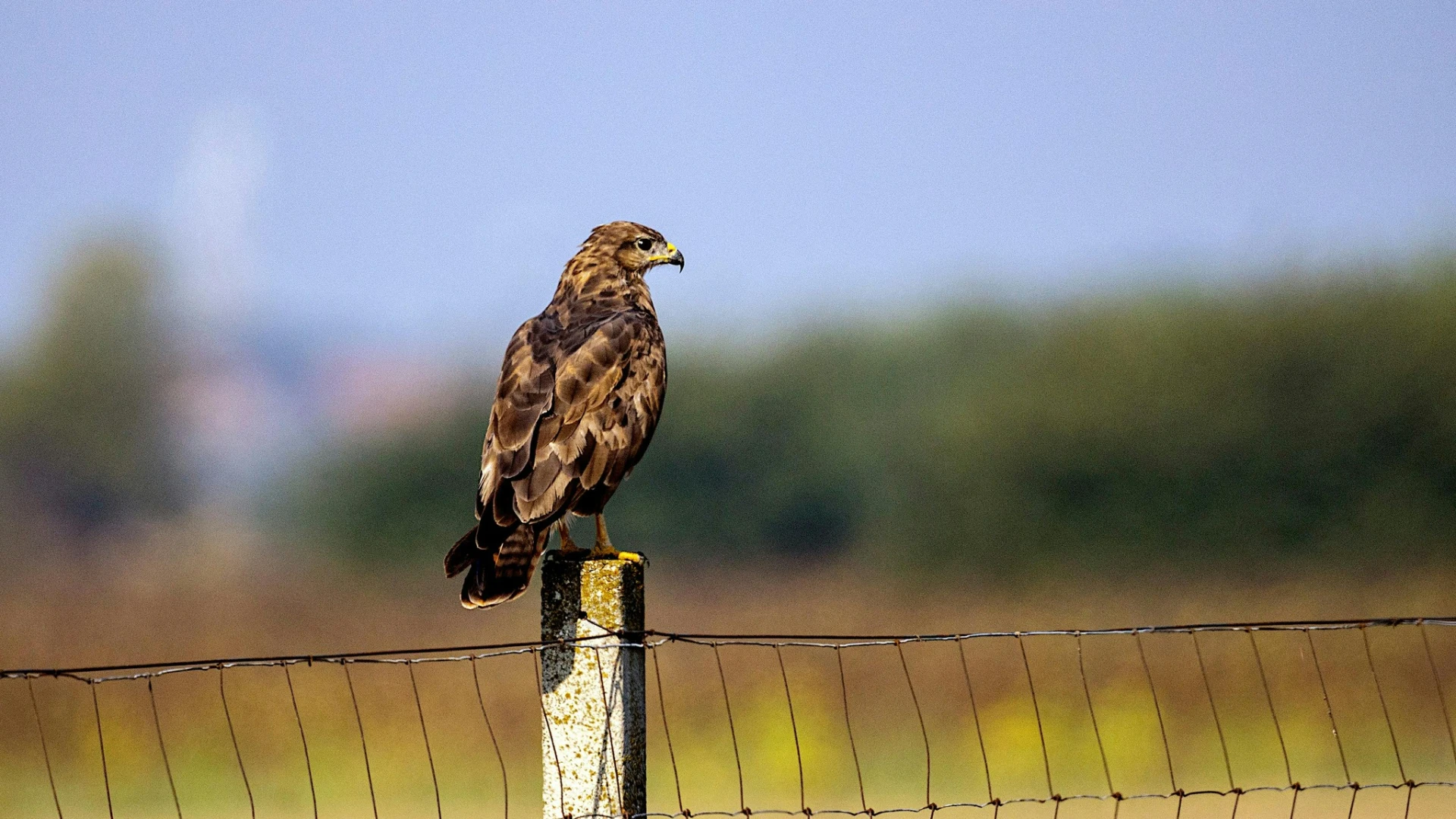 Buizerdnest gespot in Leefdaal bij Bertem: "kom niet te dichtbij!"