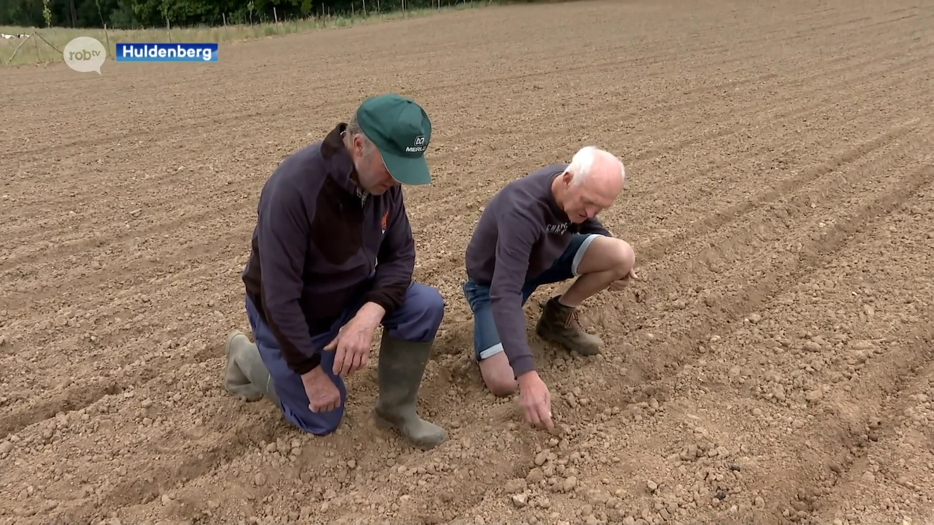 Ook landbouwers hebben nu last van everzwijnen in Huldenberg: "Op deze manier gaan we failliet"