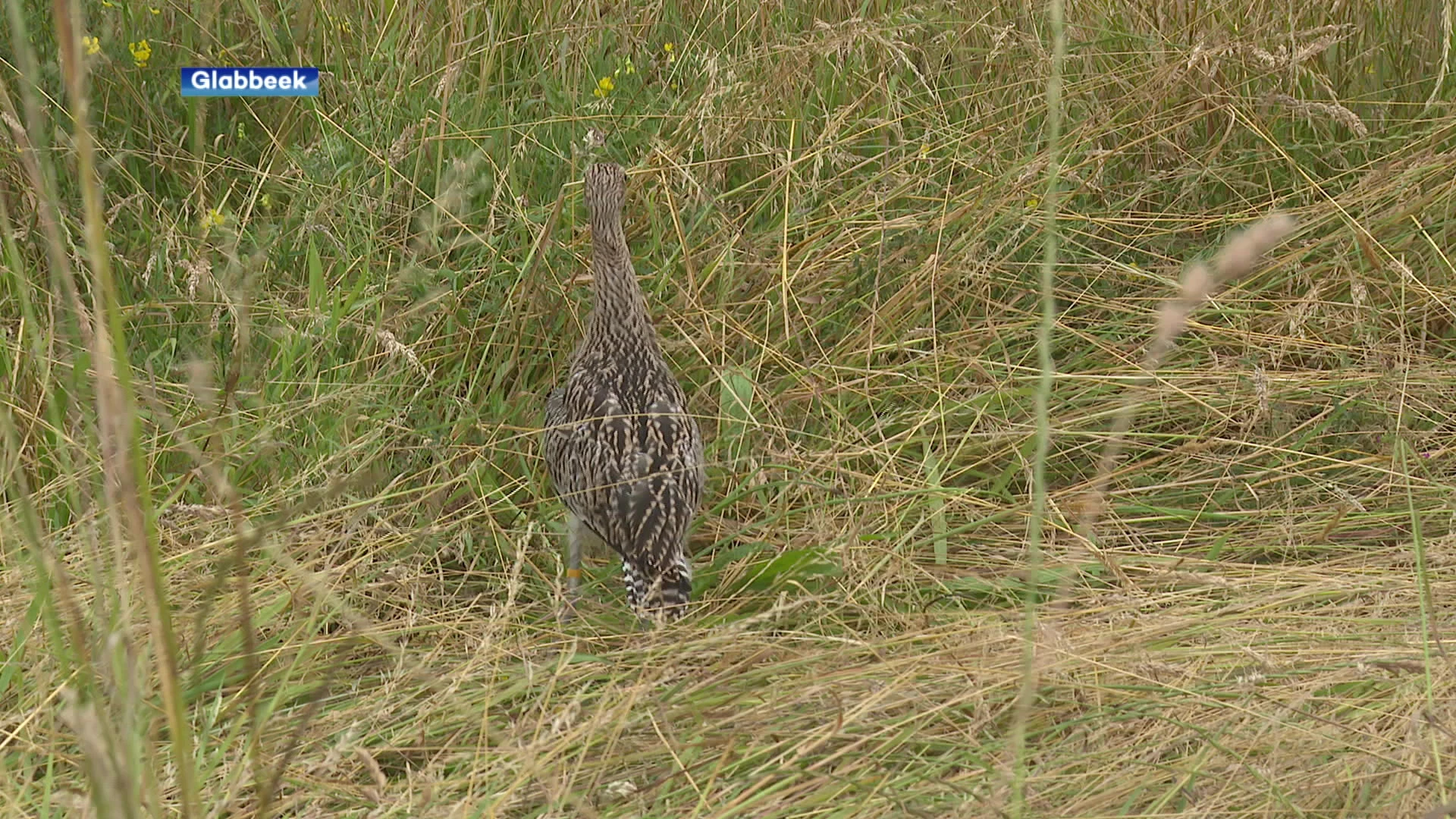 Natuurhulpcentrum Oudsbergen laat zes jonge wulpen vrij in de Paddepoel in Glabbeek