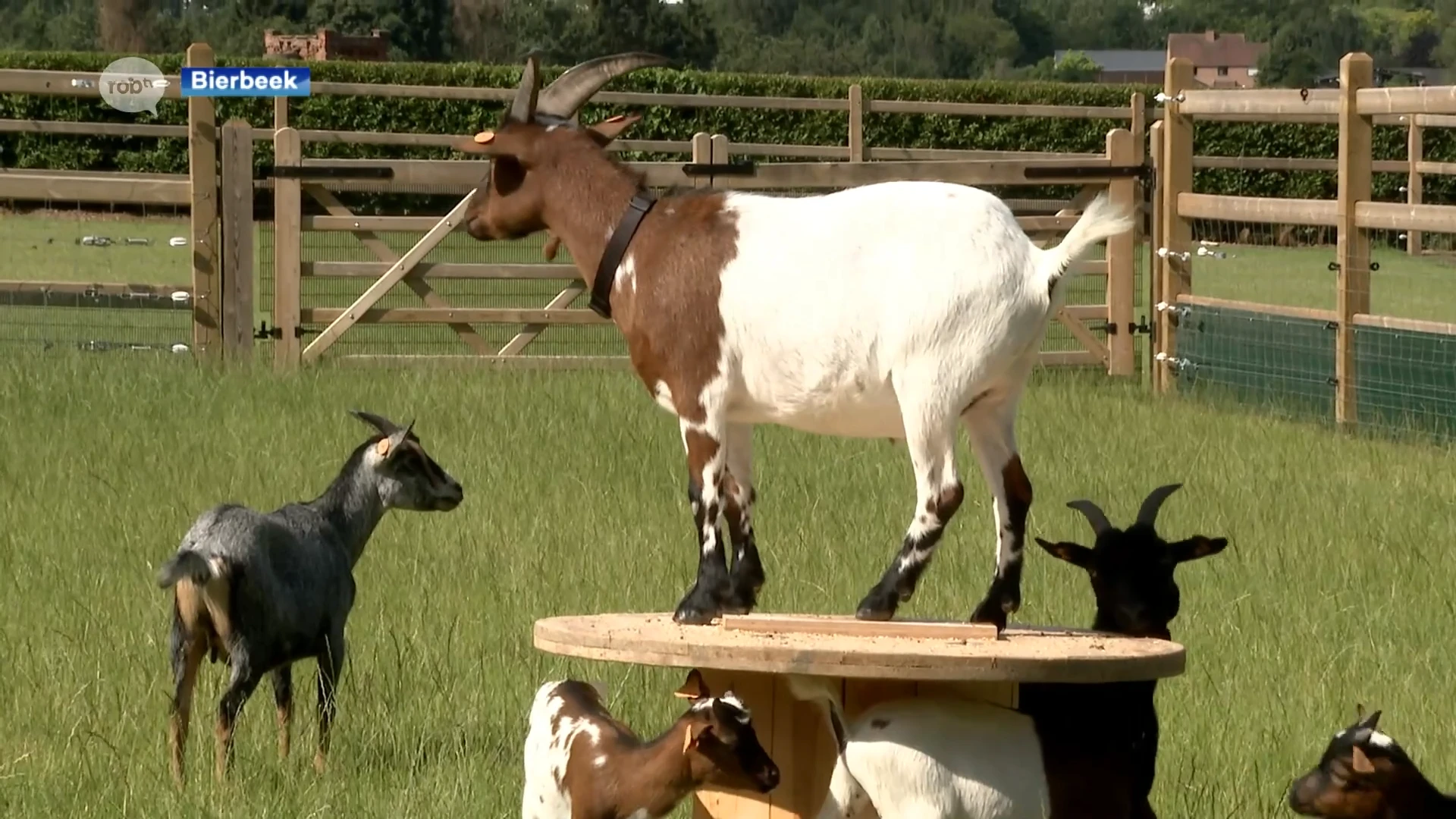 Zorggroep Sint-Kamillus in Bierbeek heeft voortaan een dierenweide