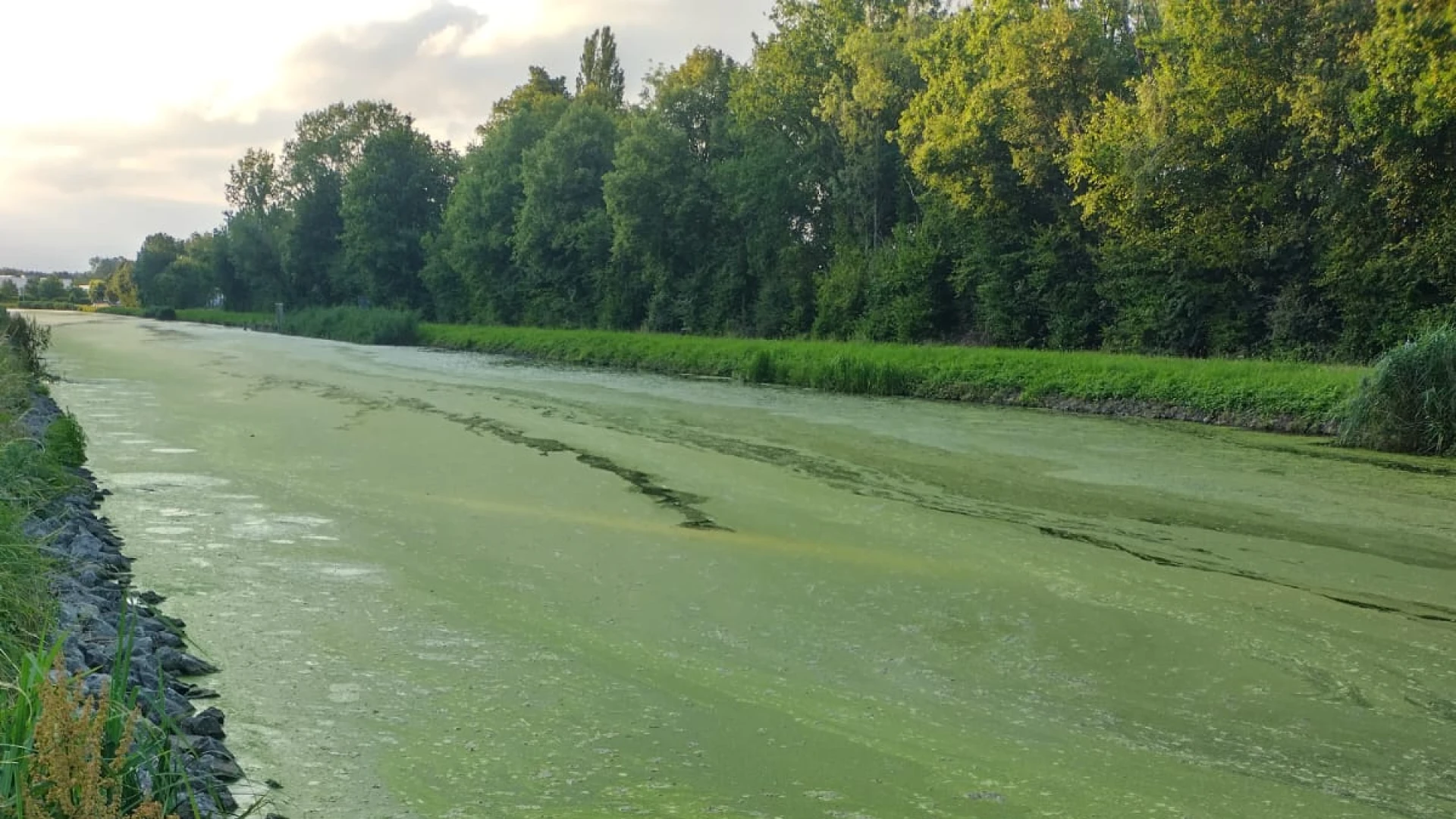 Vaart in Tildonk helemaal groen door algenvorming