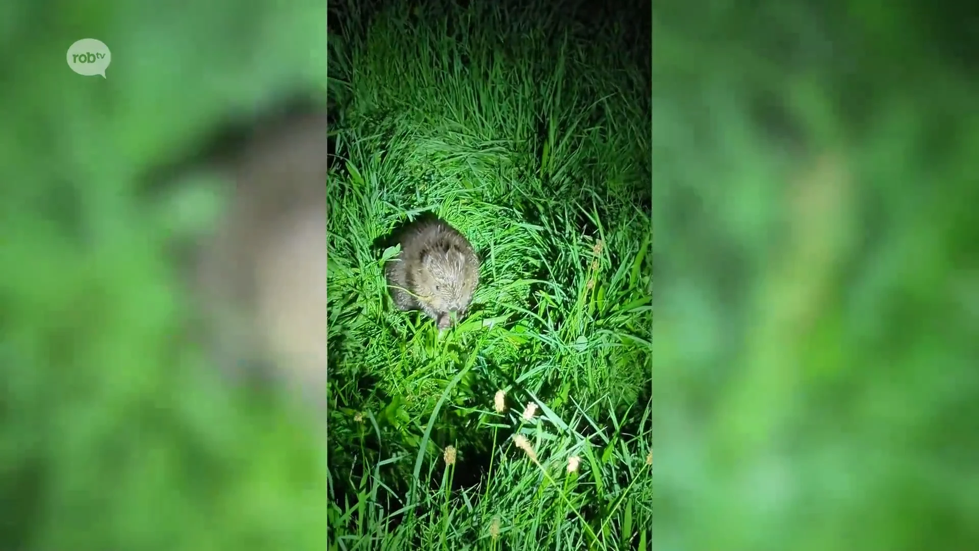 Leuke beelden: Aarschottenaar ontmoet drie jonge bevers aan de Laak