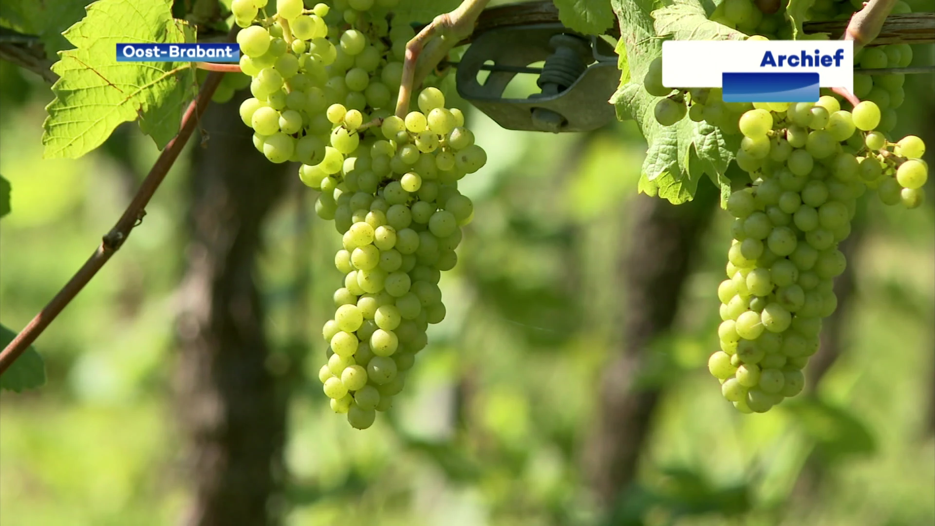 Ontdek de wijndomeinen in onze regio tijdens nieuwe editie van Sprankelend Hageland