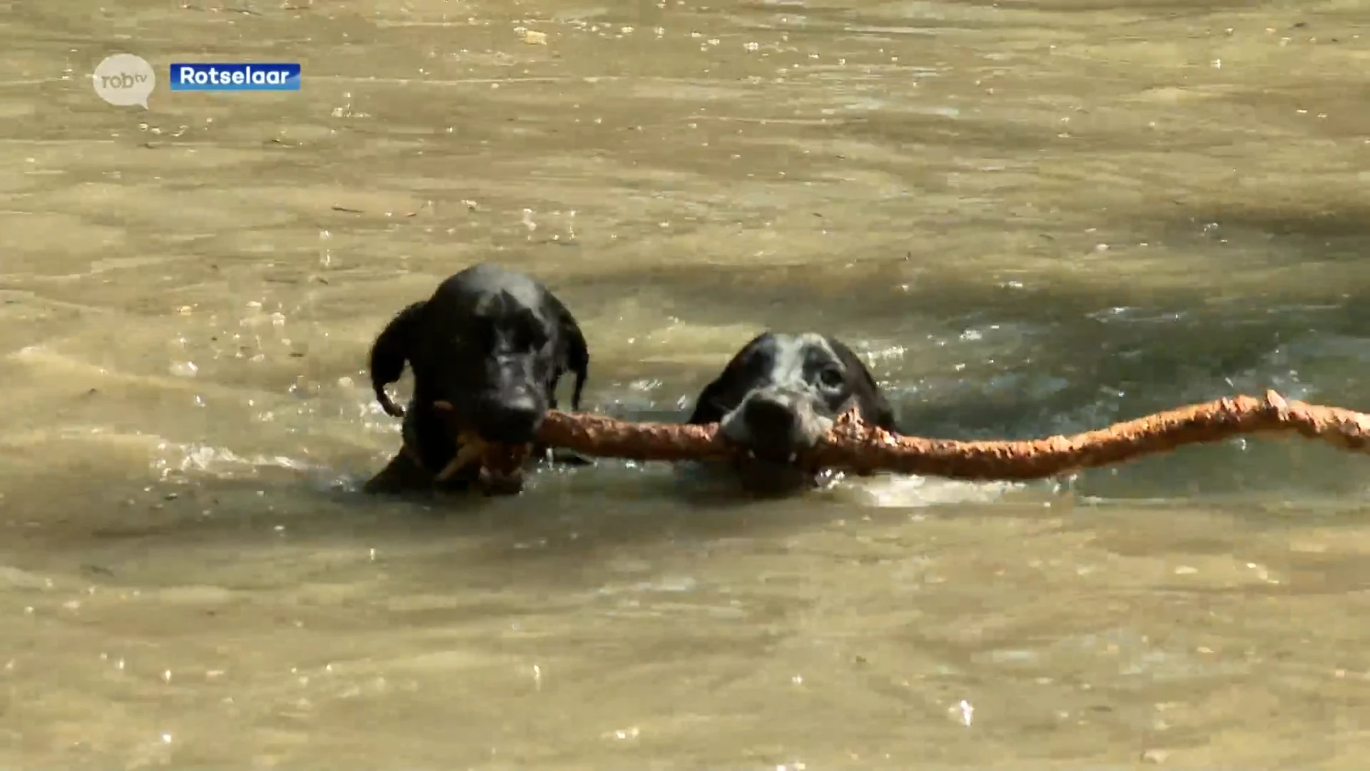 Ook honden zoeken afkoeling in Bark Park in Wezemaal