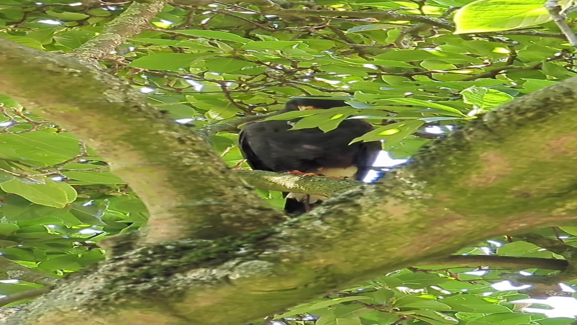 Verloren woestijnbuizerd is terecht: nu moet hij nog gevangen worden