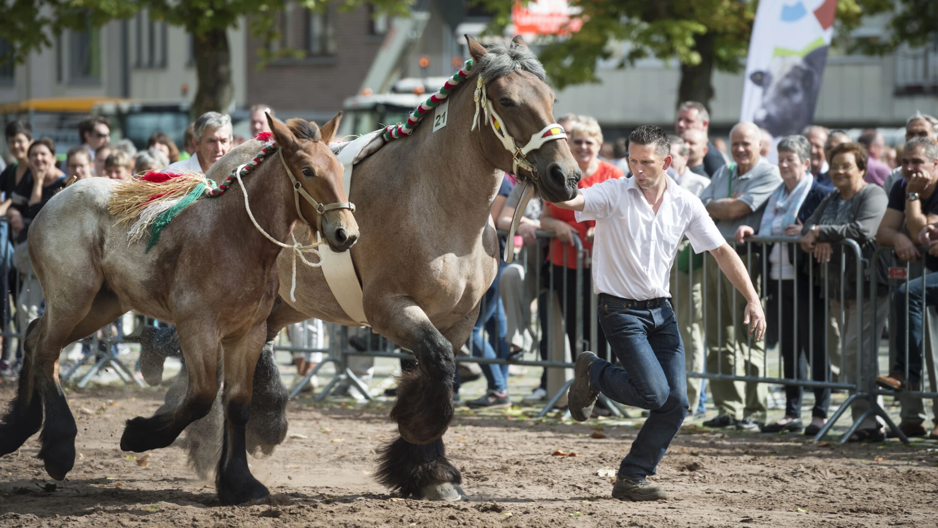 LIVEBLOG: traditionele Jaarmarkt in Leuven met vernieuwde veeprijskamp