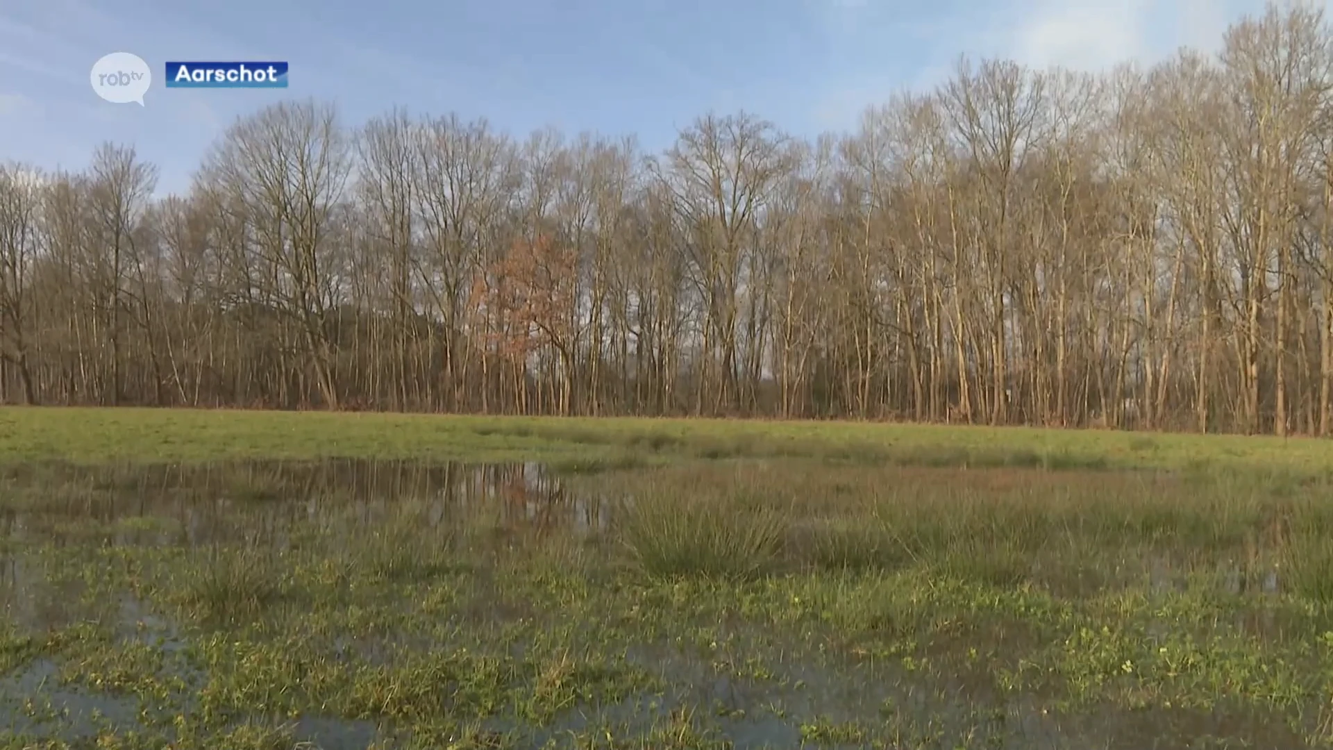 Aarschots hooiland blijft leefgebied voor zeldzame bruine vuurvlinder: "We gaan een alternatieve opslagplaats zoeken voor rioleringswerken Aquafin"