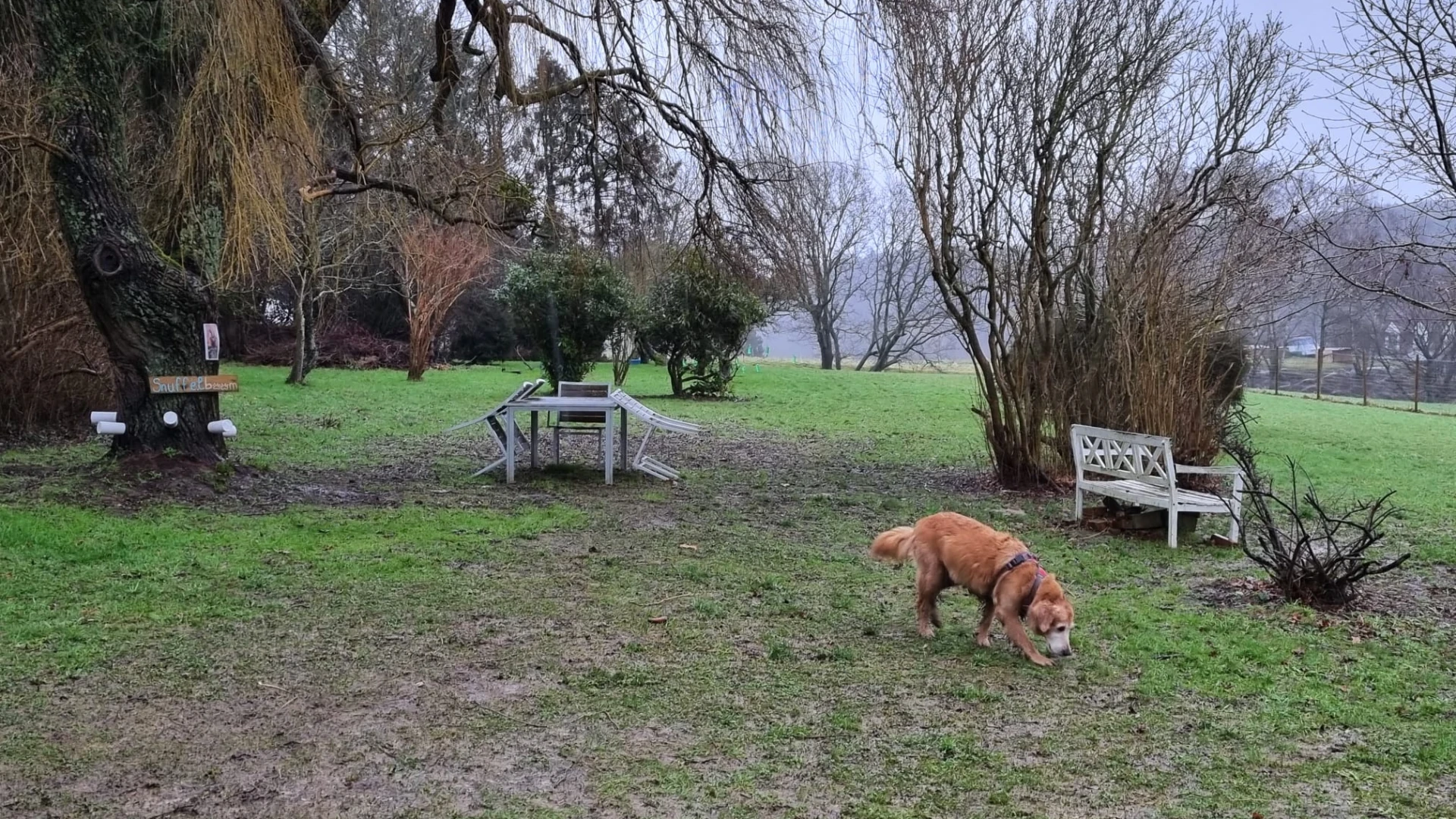 Hondenlosloopweide in Huldenberg voor honden die niet goed met andere dieren overweg kunnen: "Alle honden moeten zorgeloos en veilig kunnen genieten"