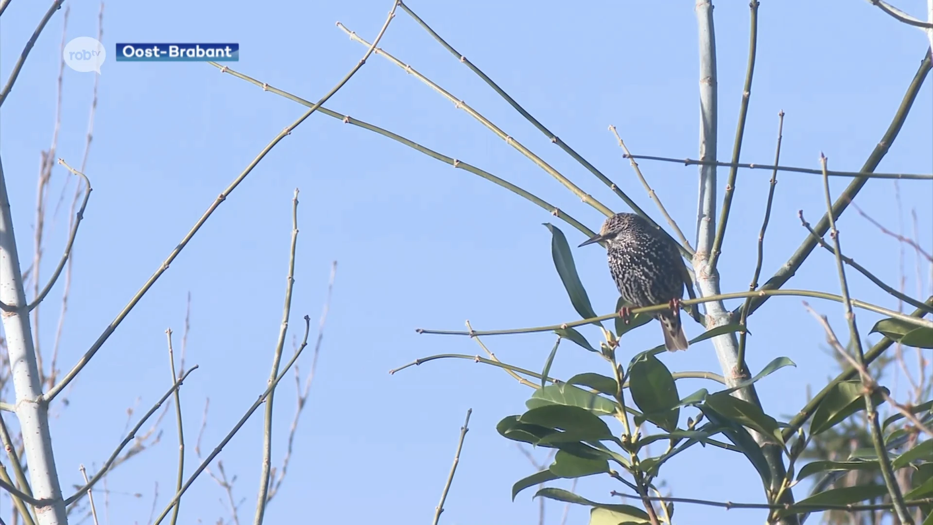 Natuurpunt organiseert opnieuw Grote Vogelweekend op 25 en 26 januari