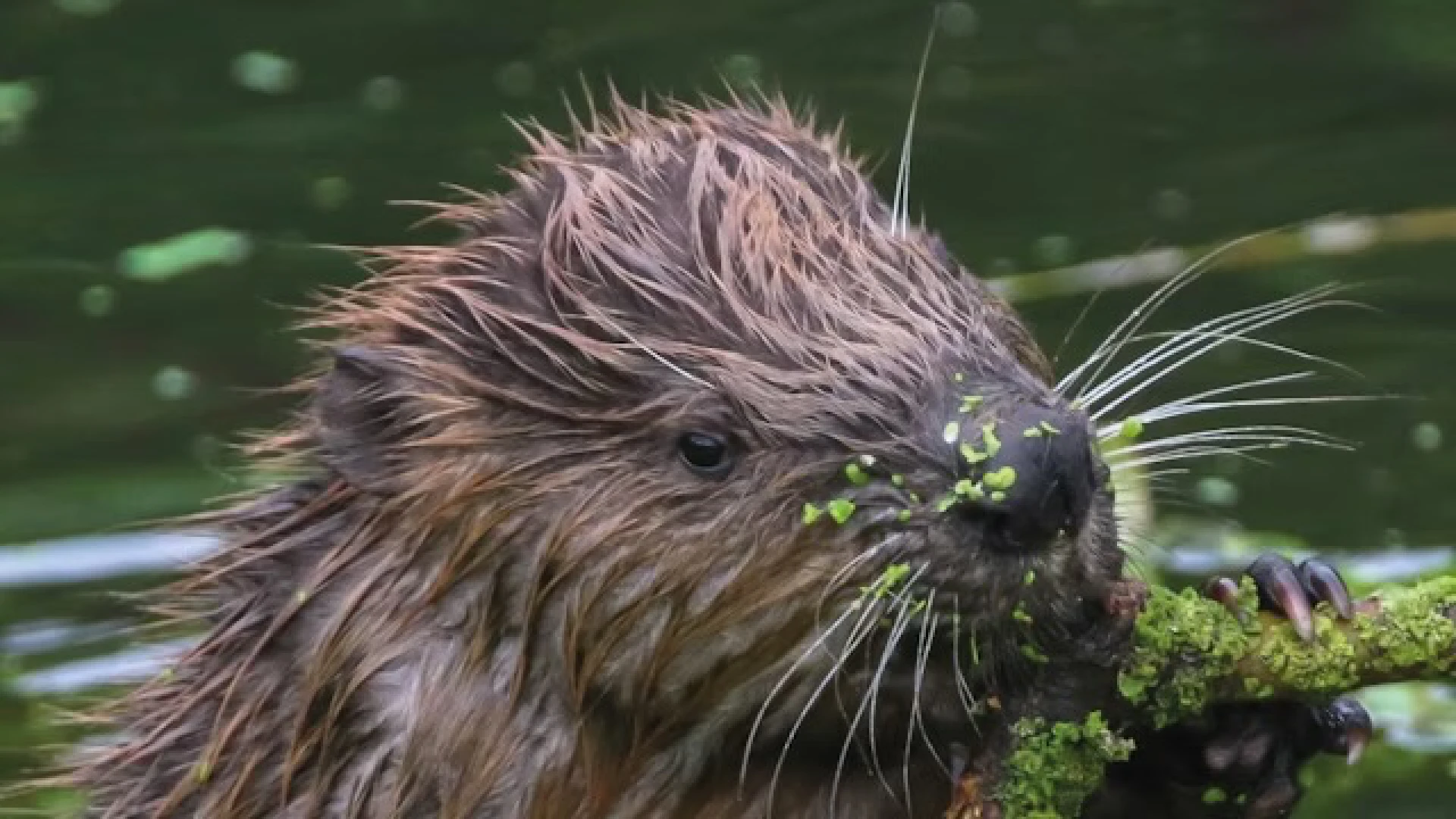 Bevers spotten? Ga nu zondag mee op beversafari in het Diestse Webbekomsbroek